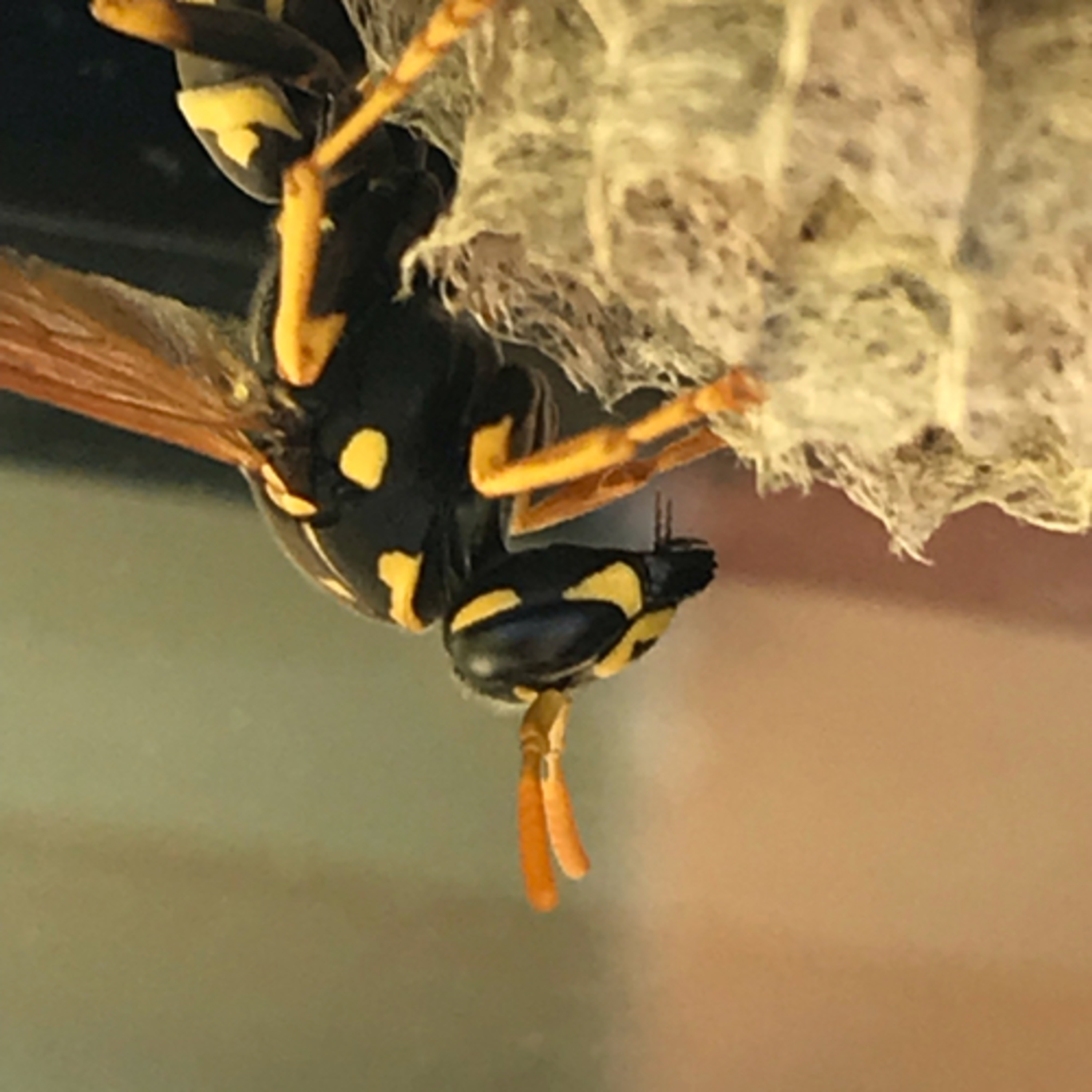 The Critter Keeper