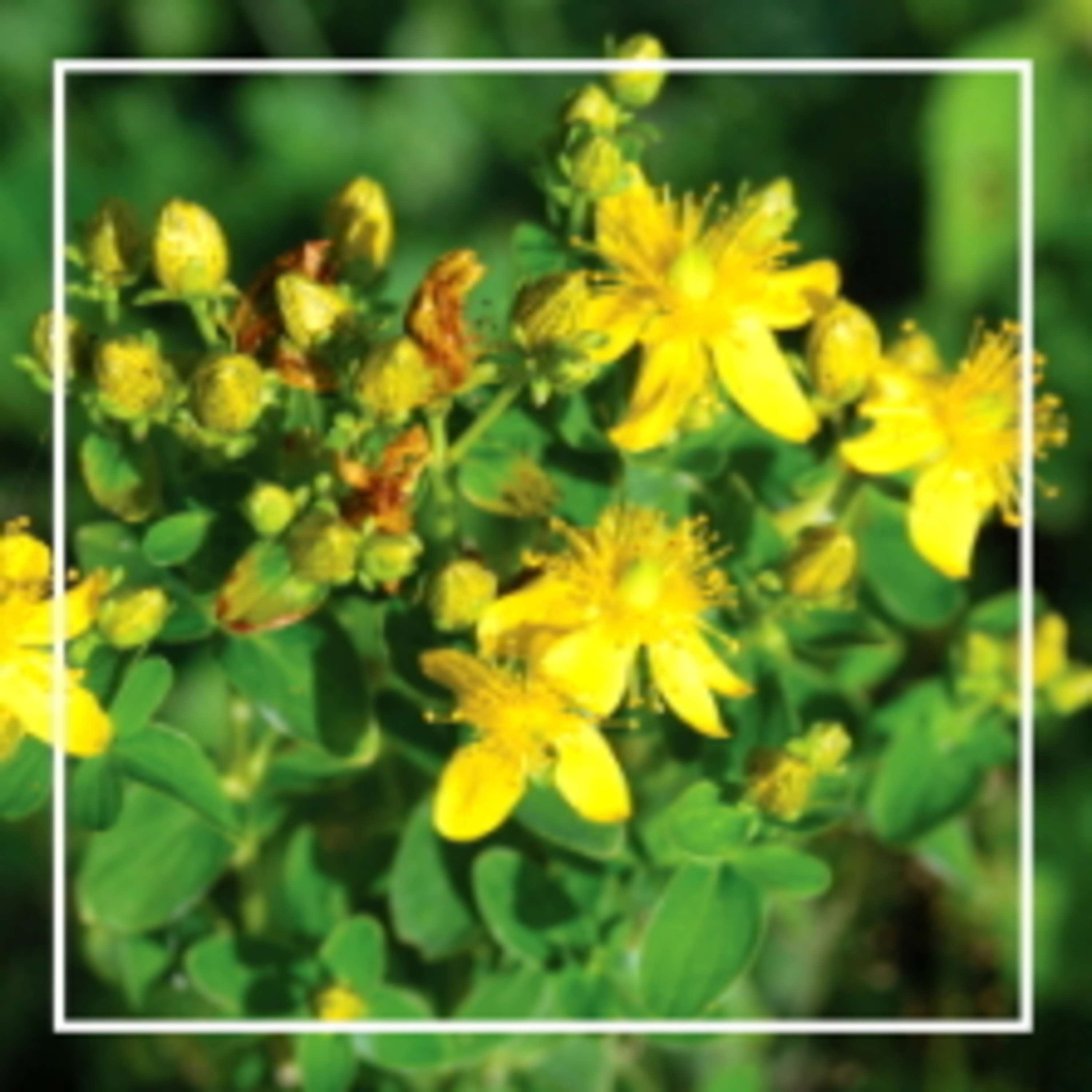 318. Собираем лекарственные травы