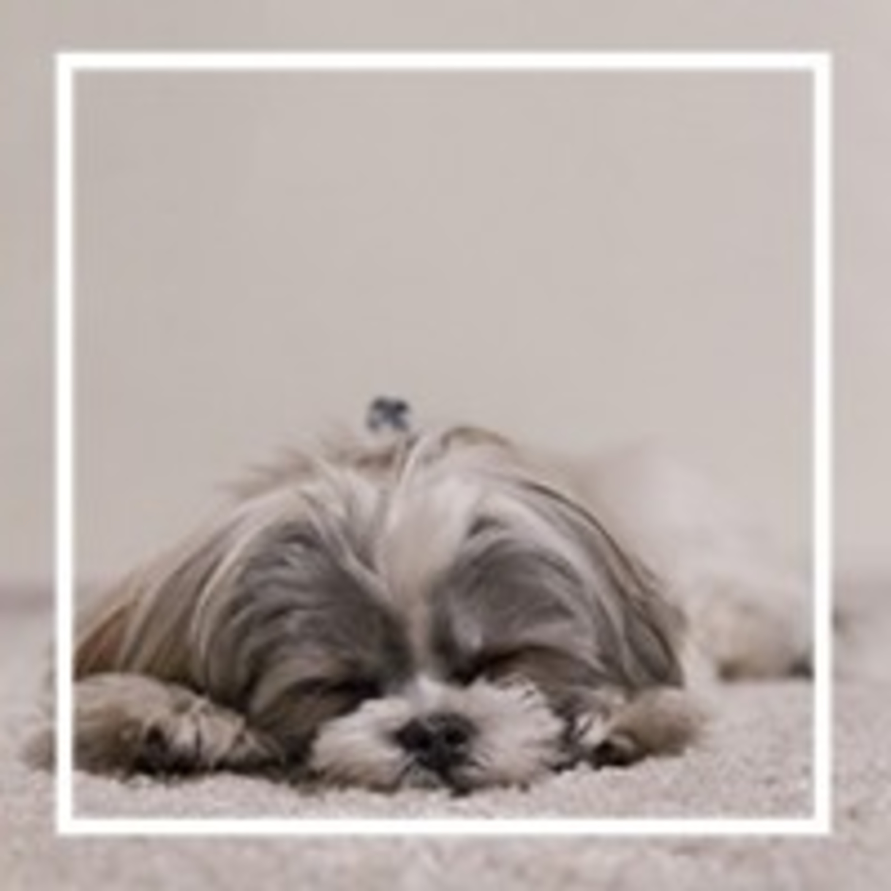 145. Команды для собаки