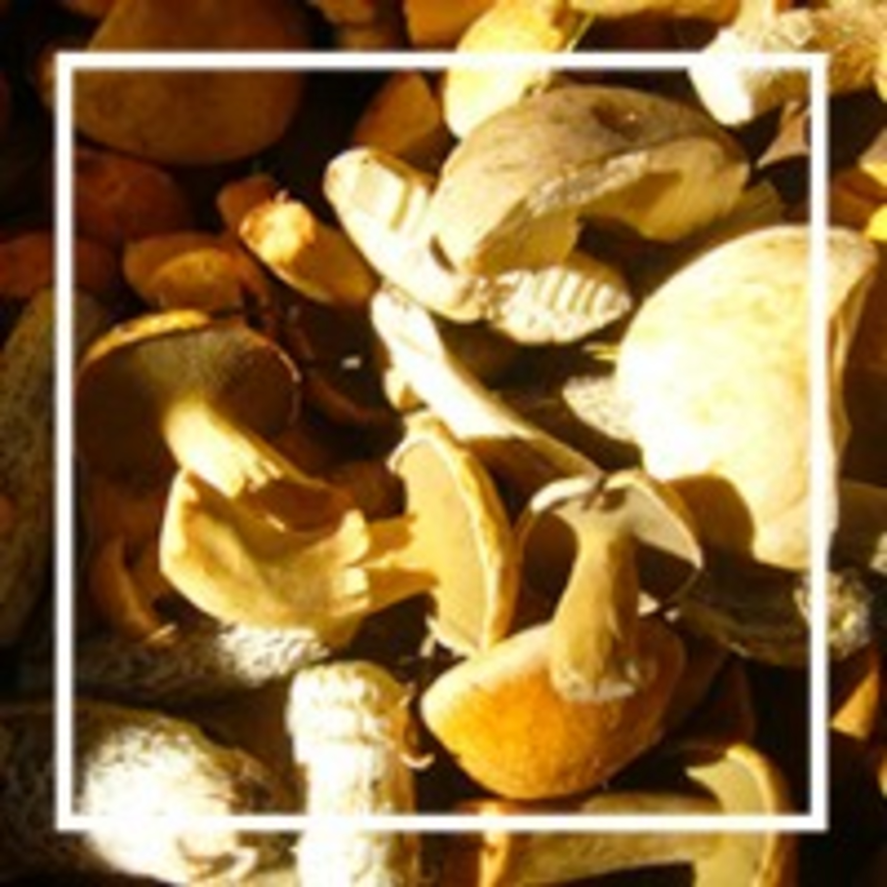 79. Идём в лес за грибами