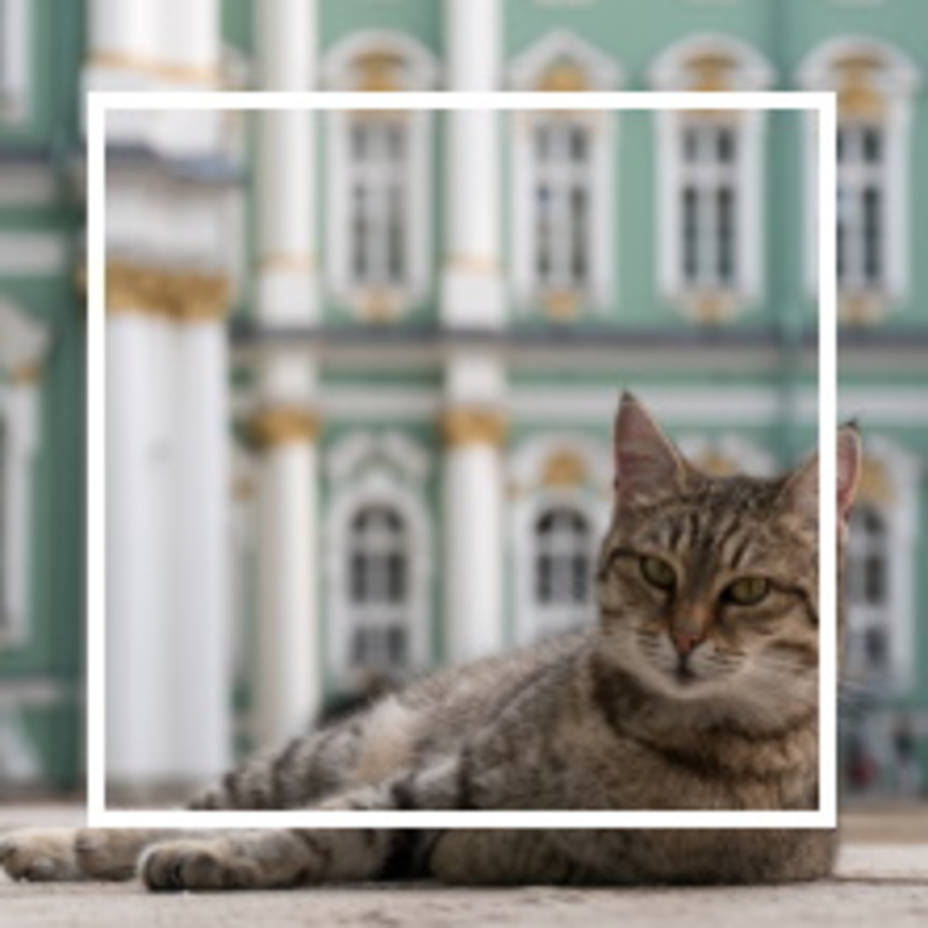 336. Эрмитажные коты