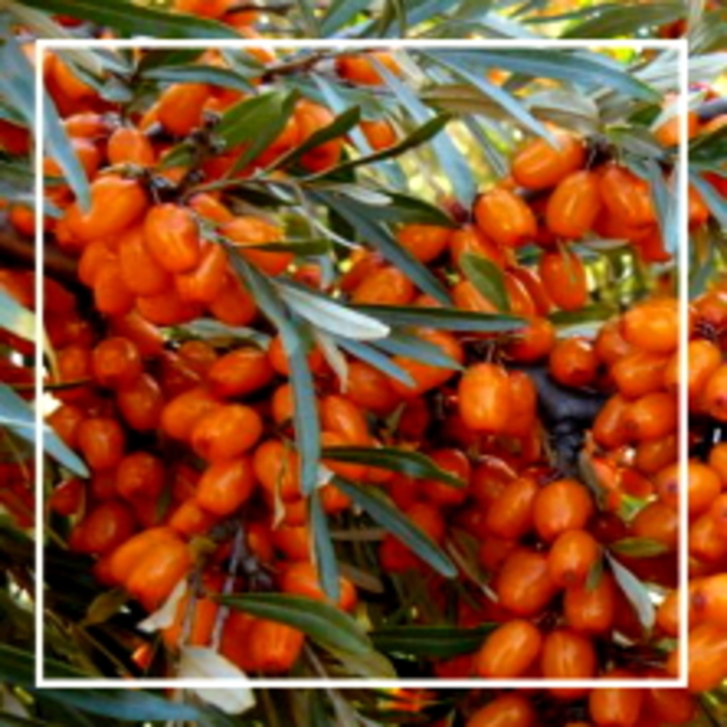 349. Облепиха