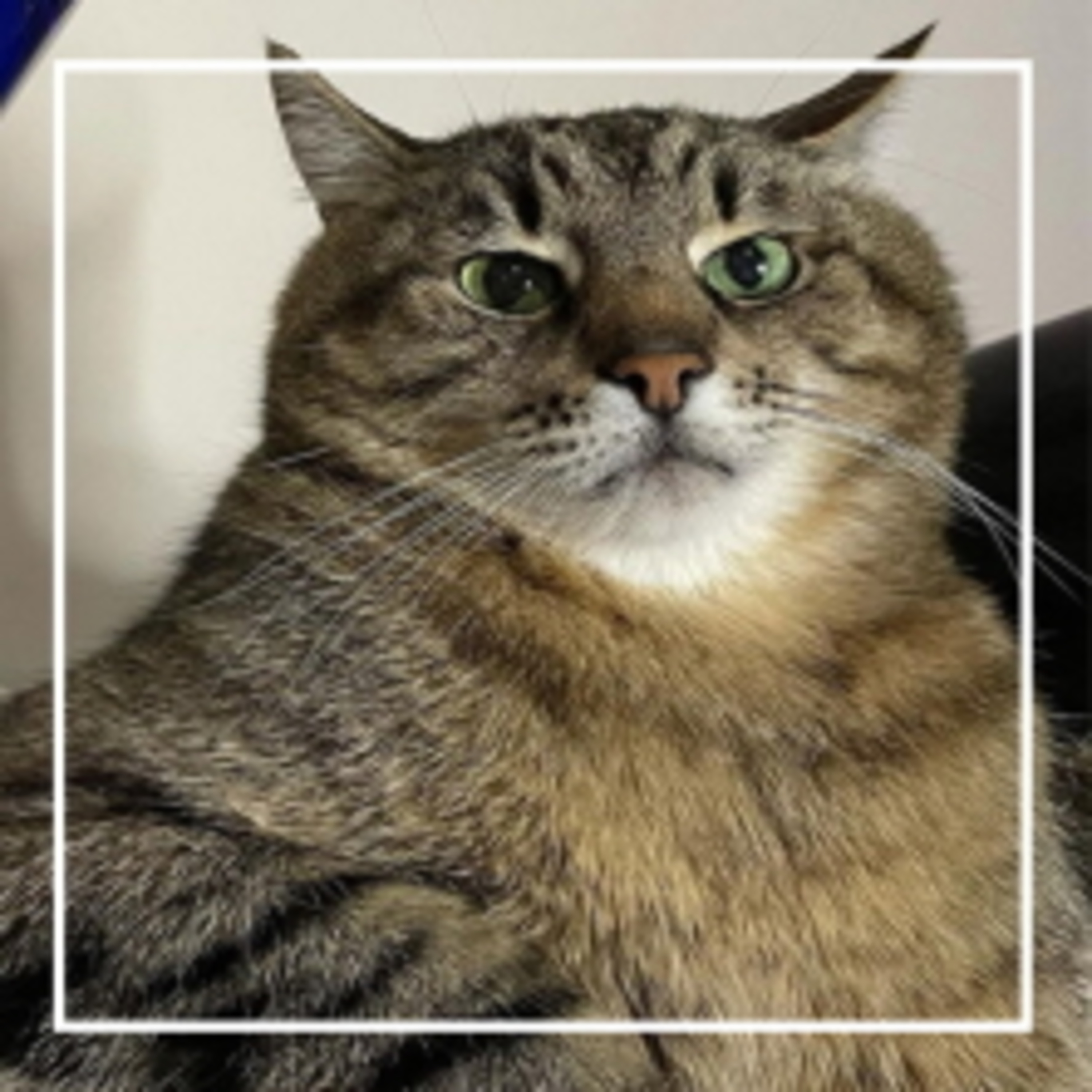 352. Кот Степан из Харькова