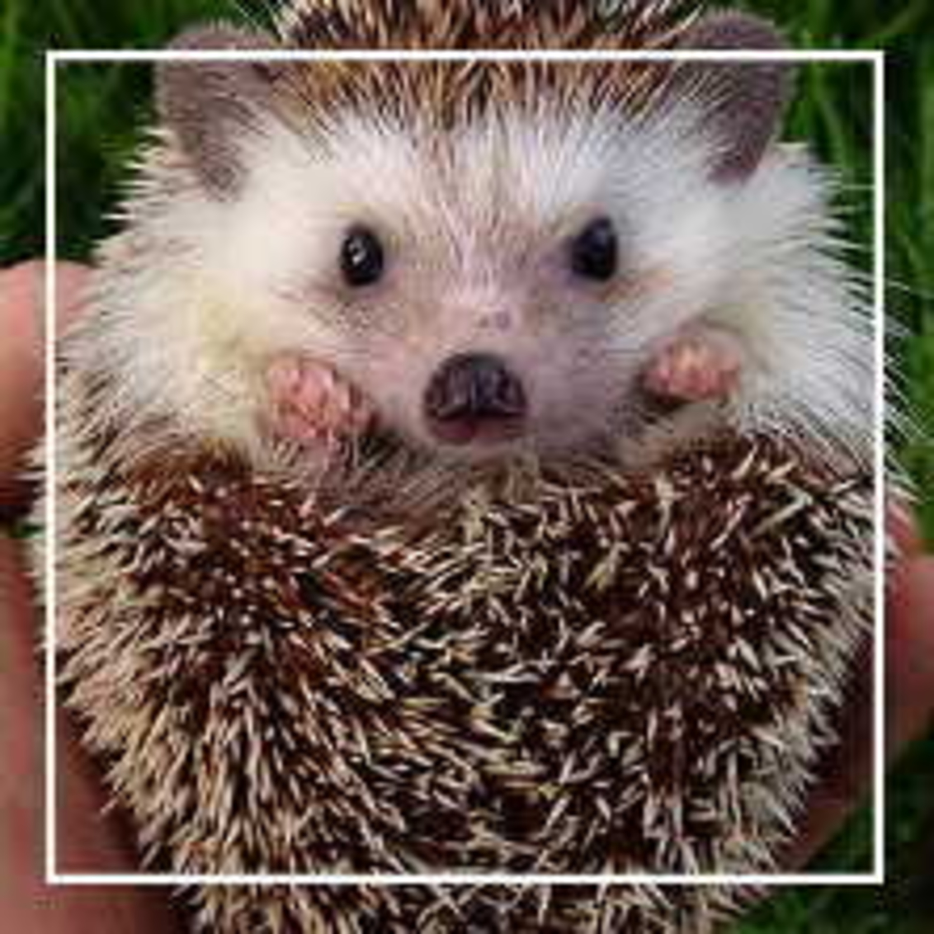 359. Любопытные факты о ежах