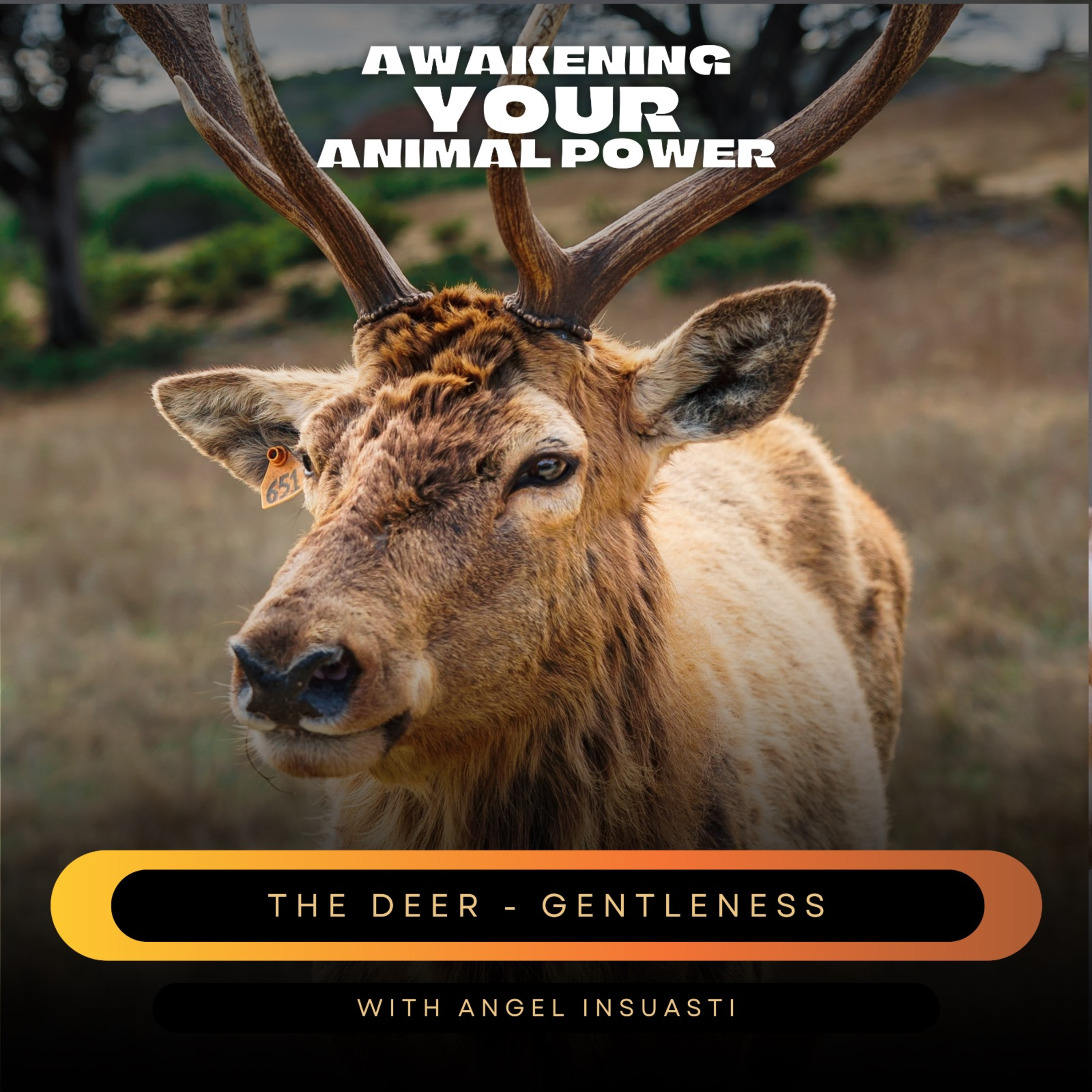 Awakening your Animal Power