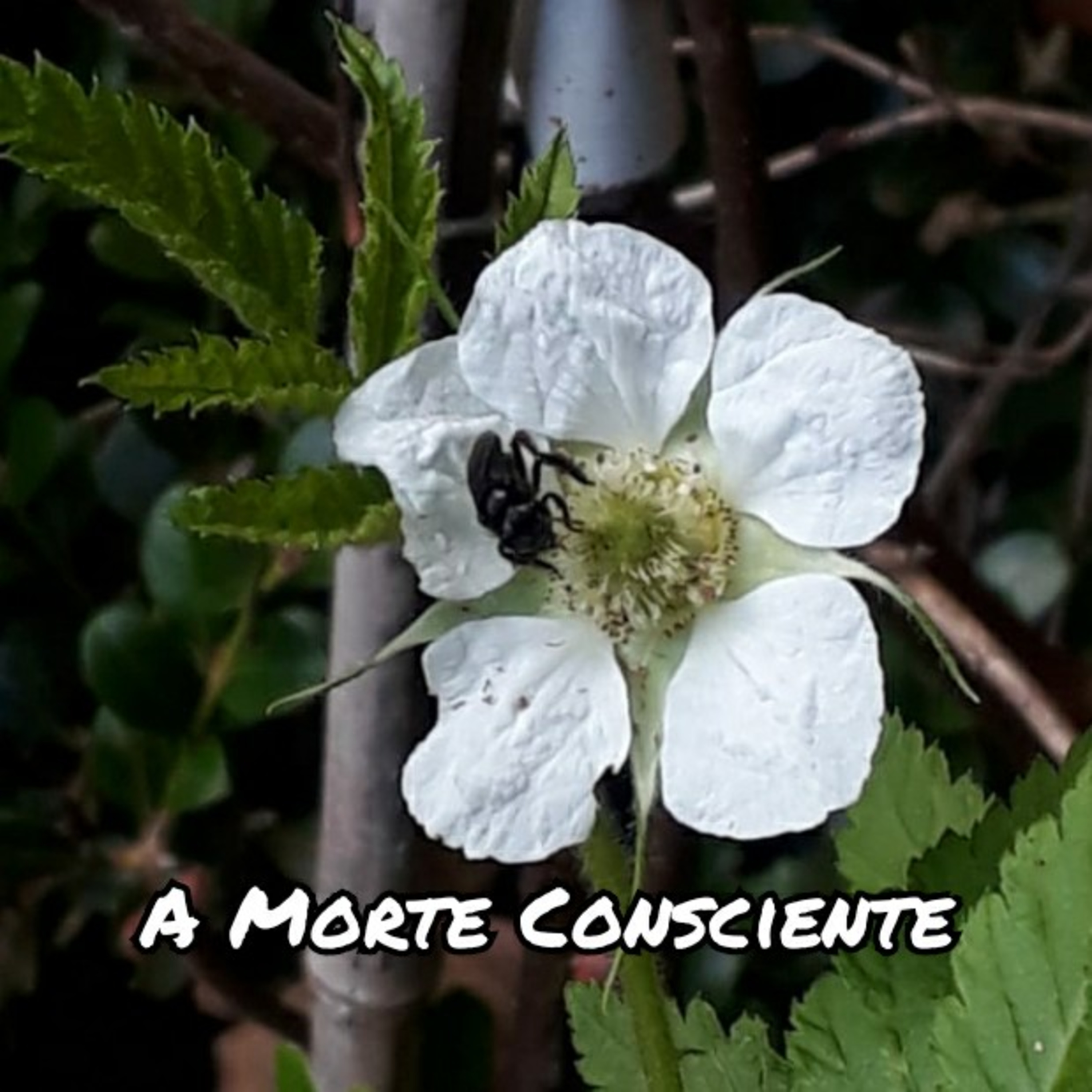 Espiritualidade Por Elisabette Godoy
