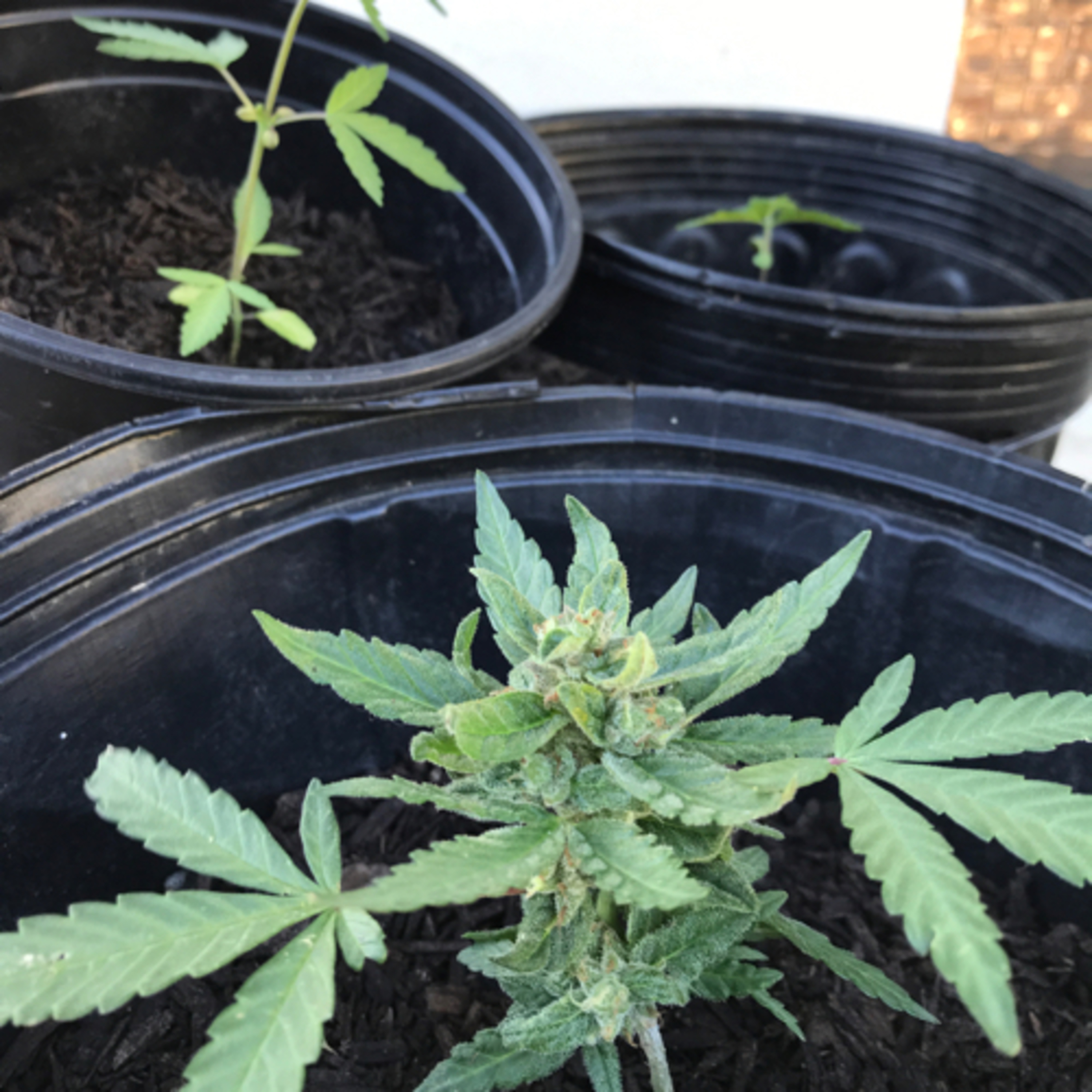 Ep.17. Another update on three little plants and how I’m growing them