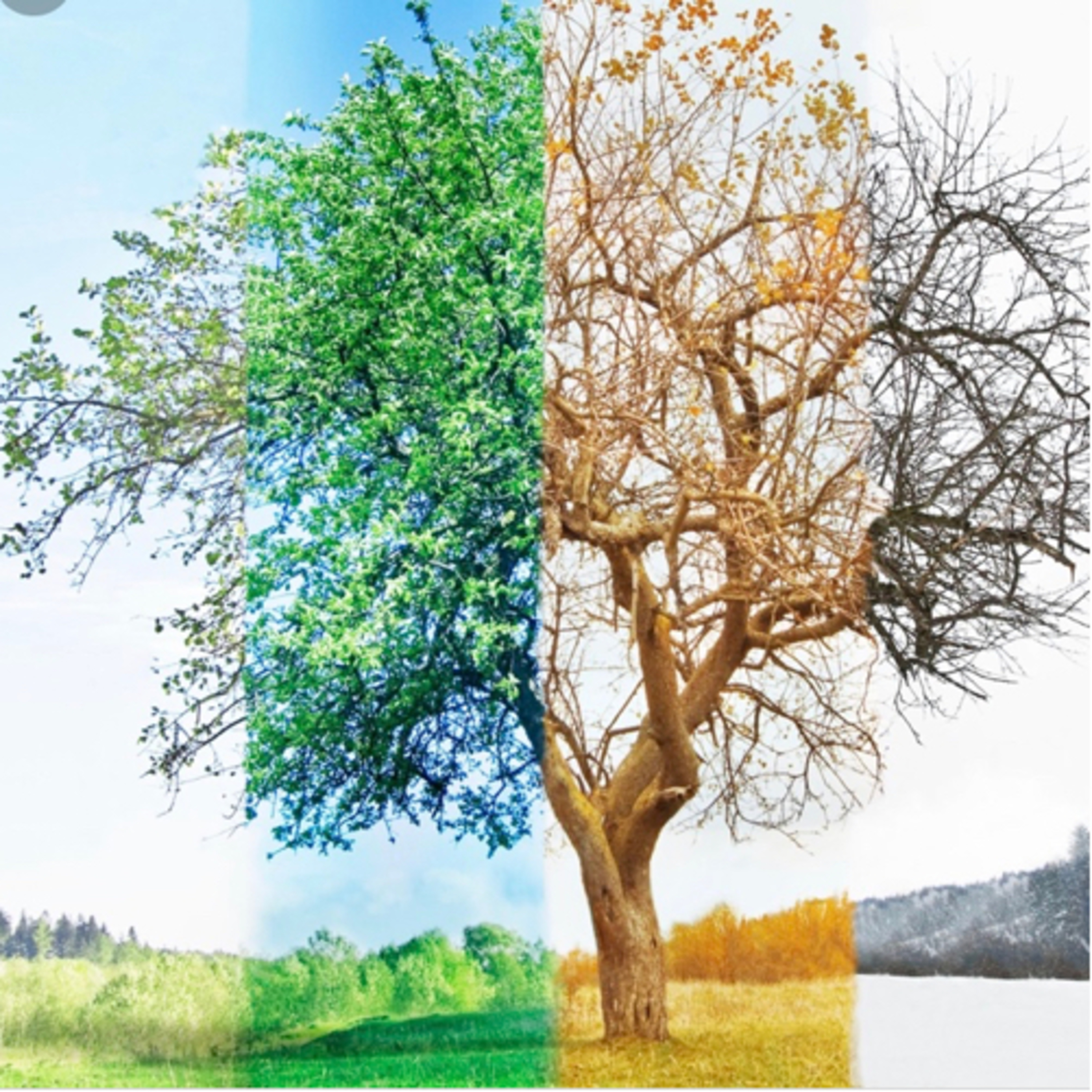 Seasons episode artwork