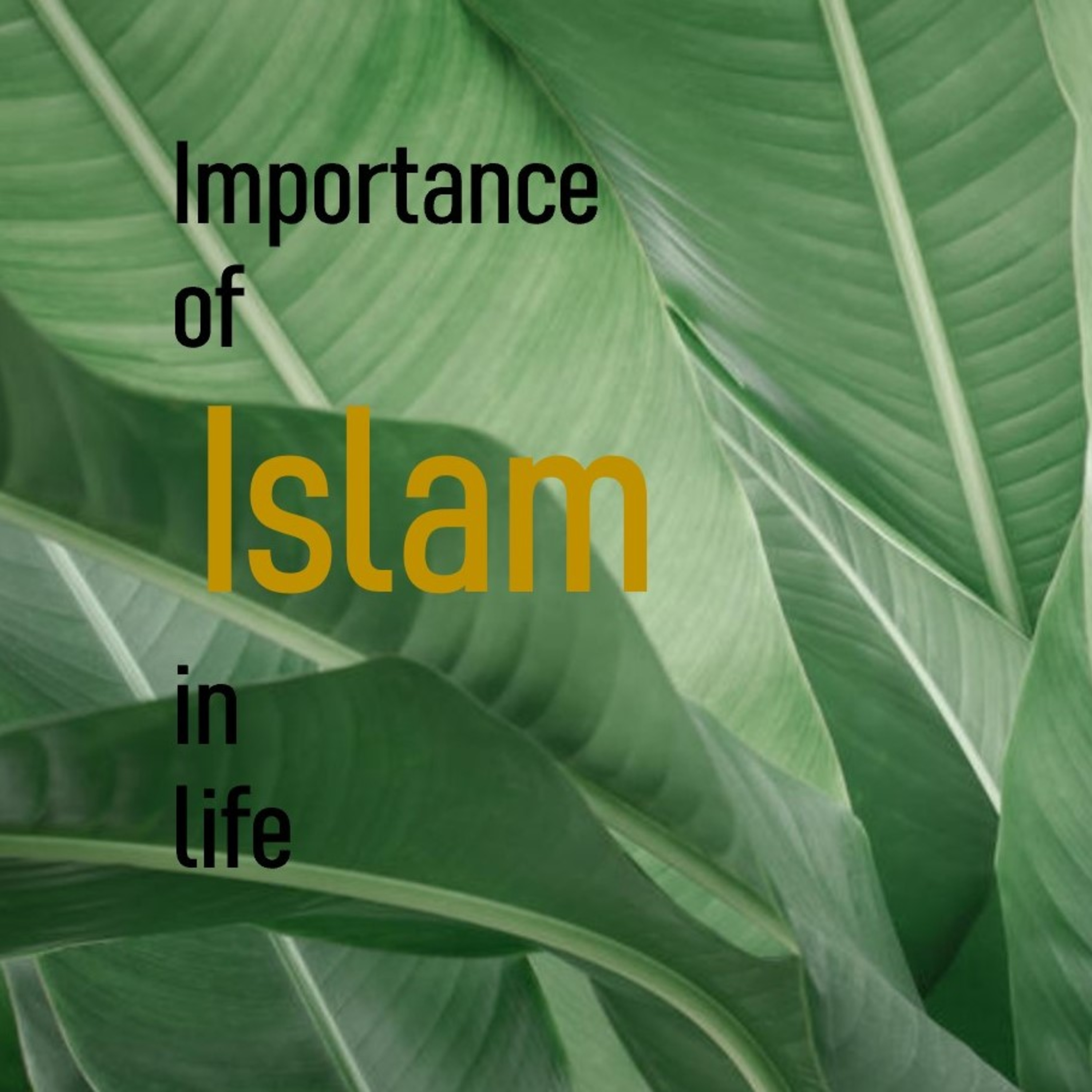 Islam & We