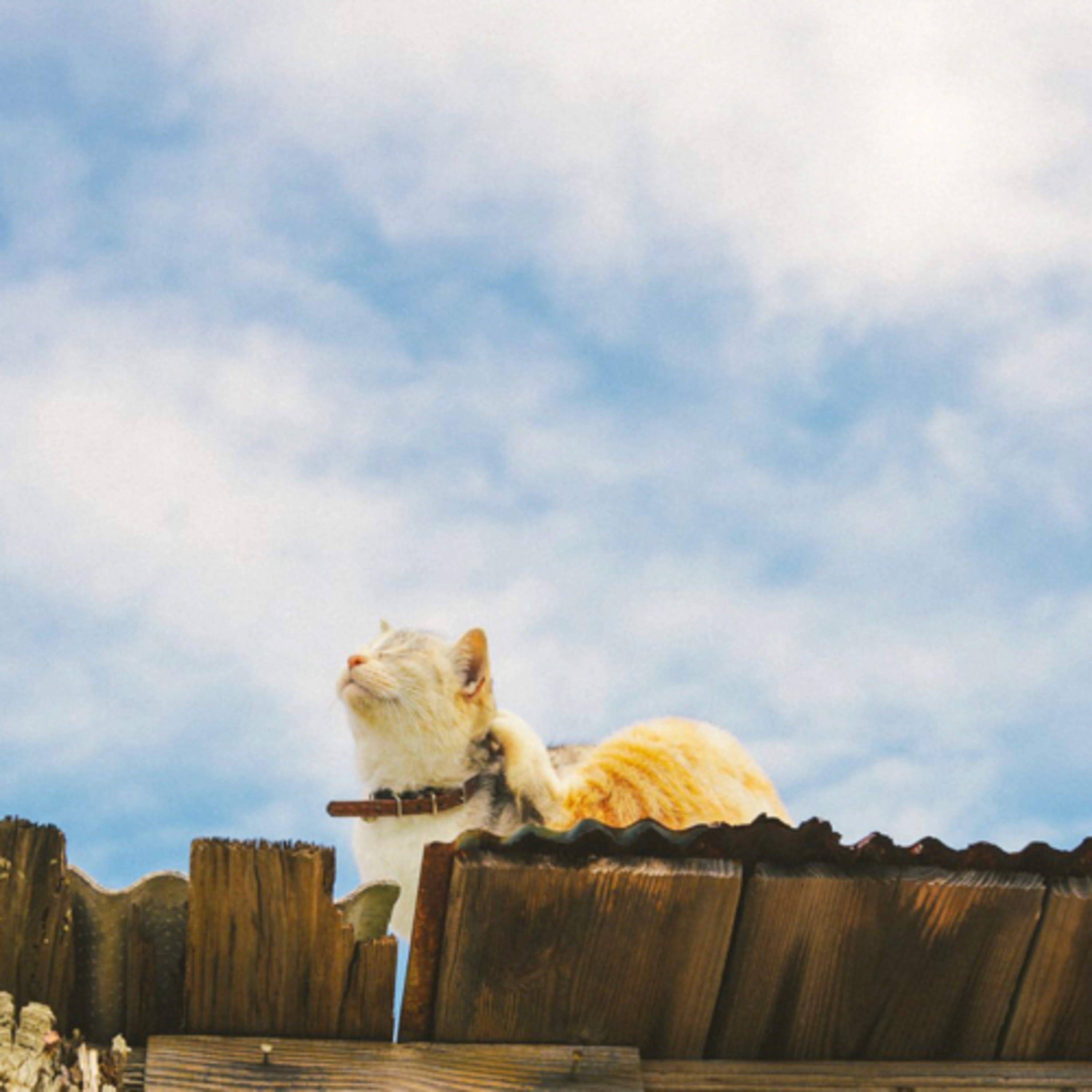TORATABIXの日本大百科（トラタビックス）