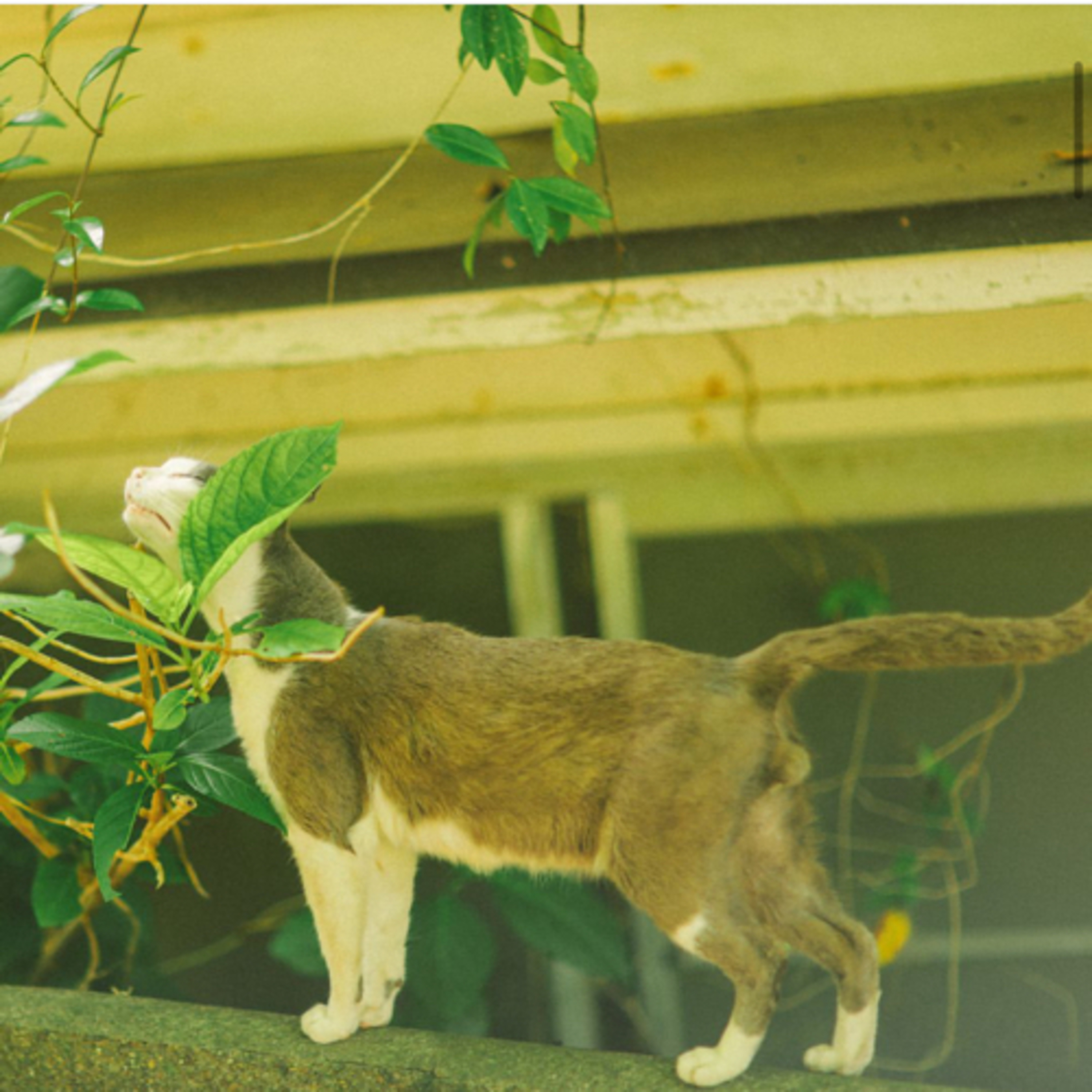 TORATABIXの日本大百科（トラタビックス）