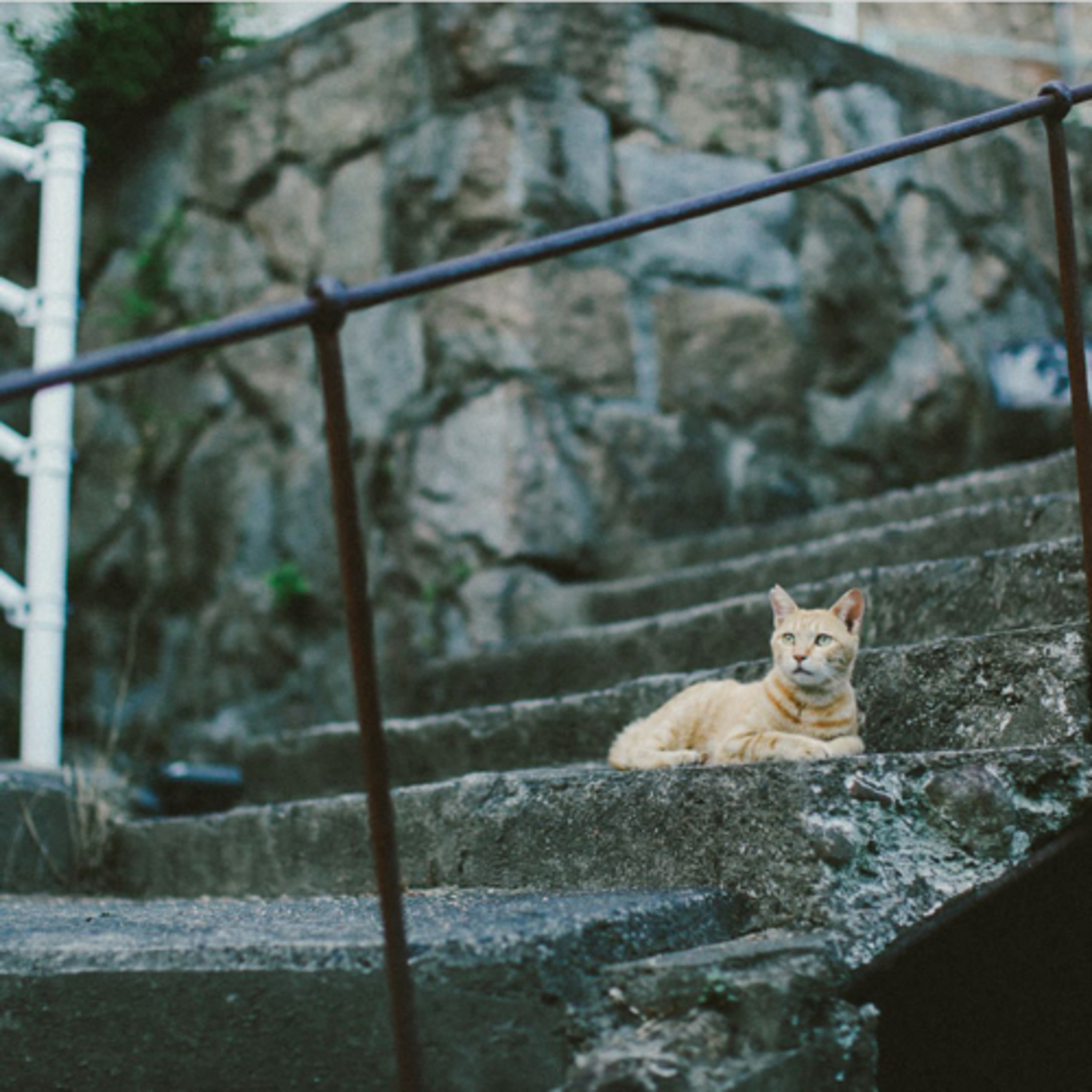 TORATABIXの日本大百科（トラタビックス）