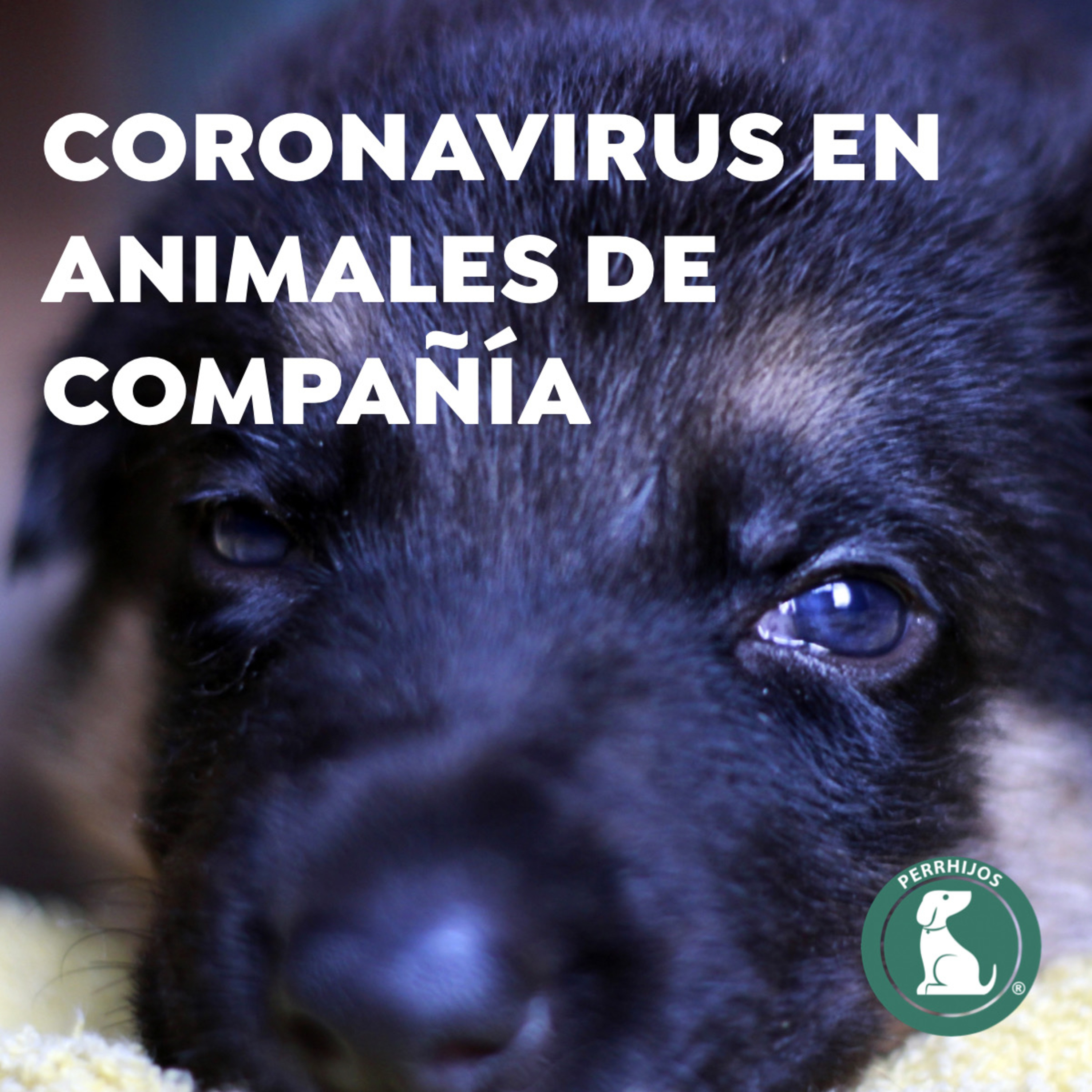 ¿Los perros pueden contagiarse de Coronavirus?