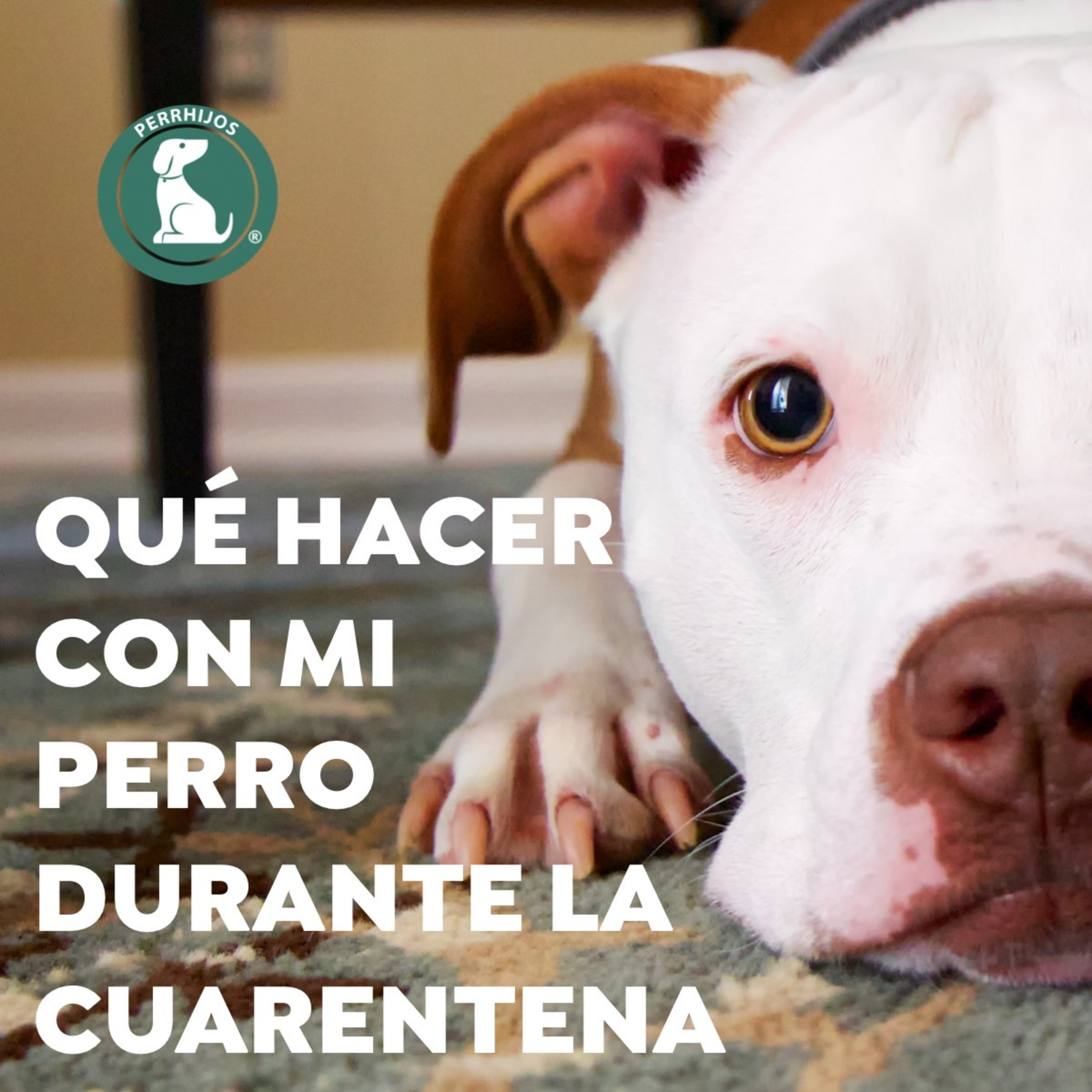 Qué hacer con mi perro durante la cuarentena COVID19