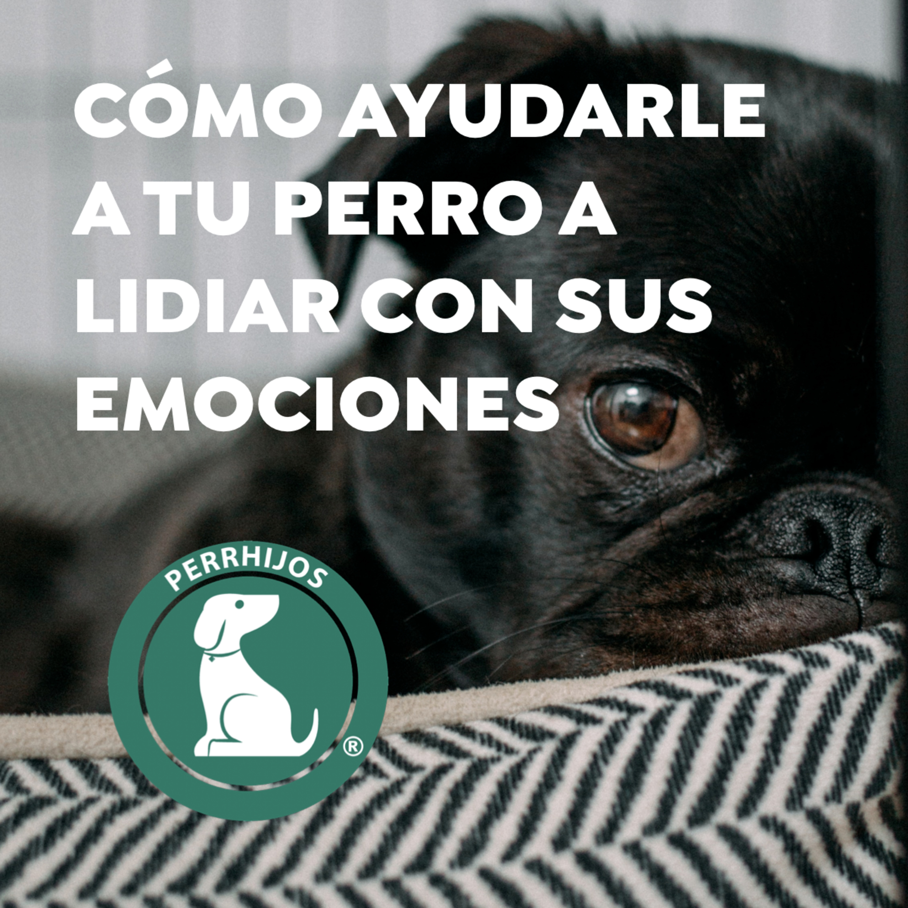 Ayúdale a tu perro con sus emociones durante la cuarentena por COVID-19