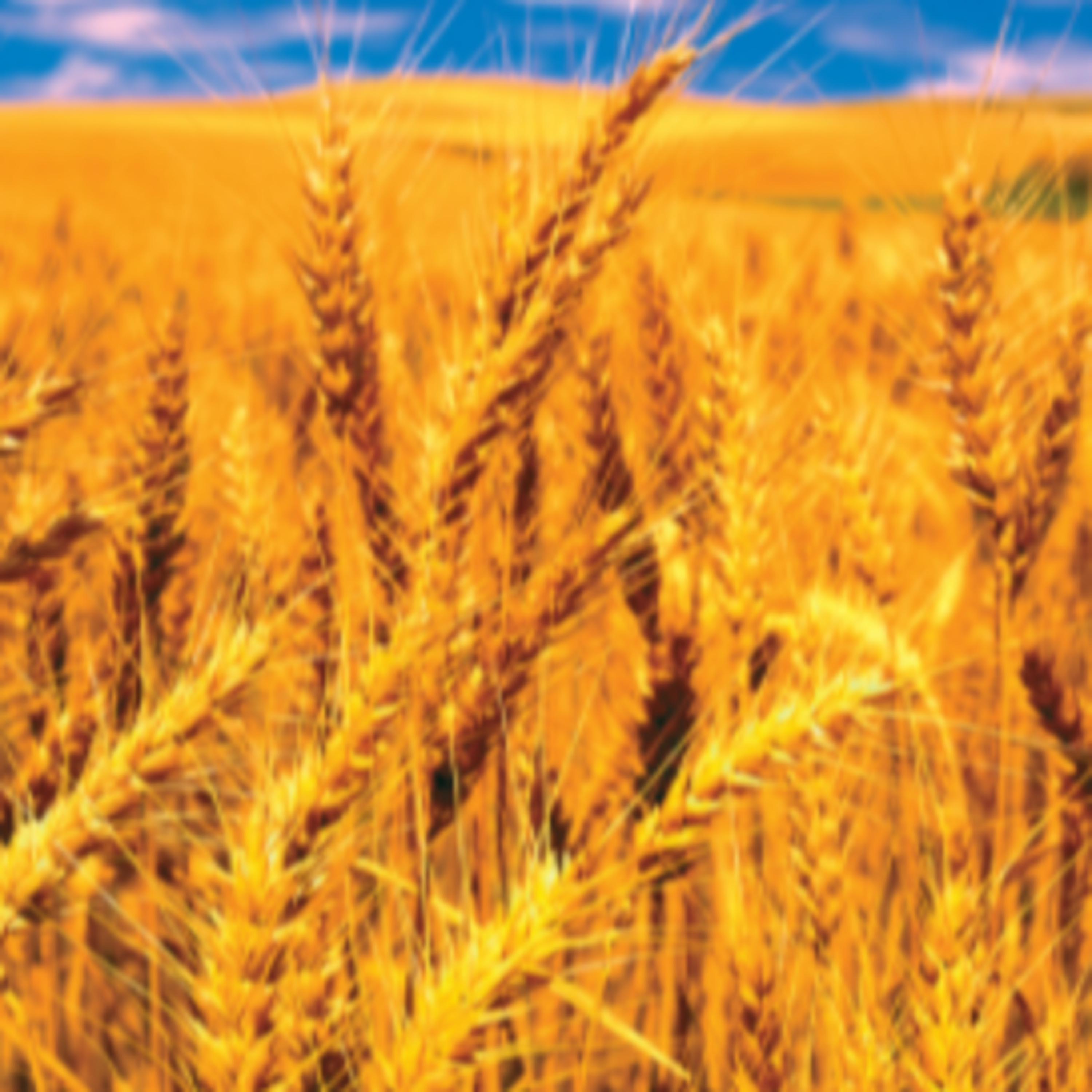 marissa means sea lover