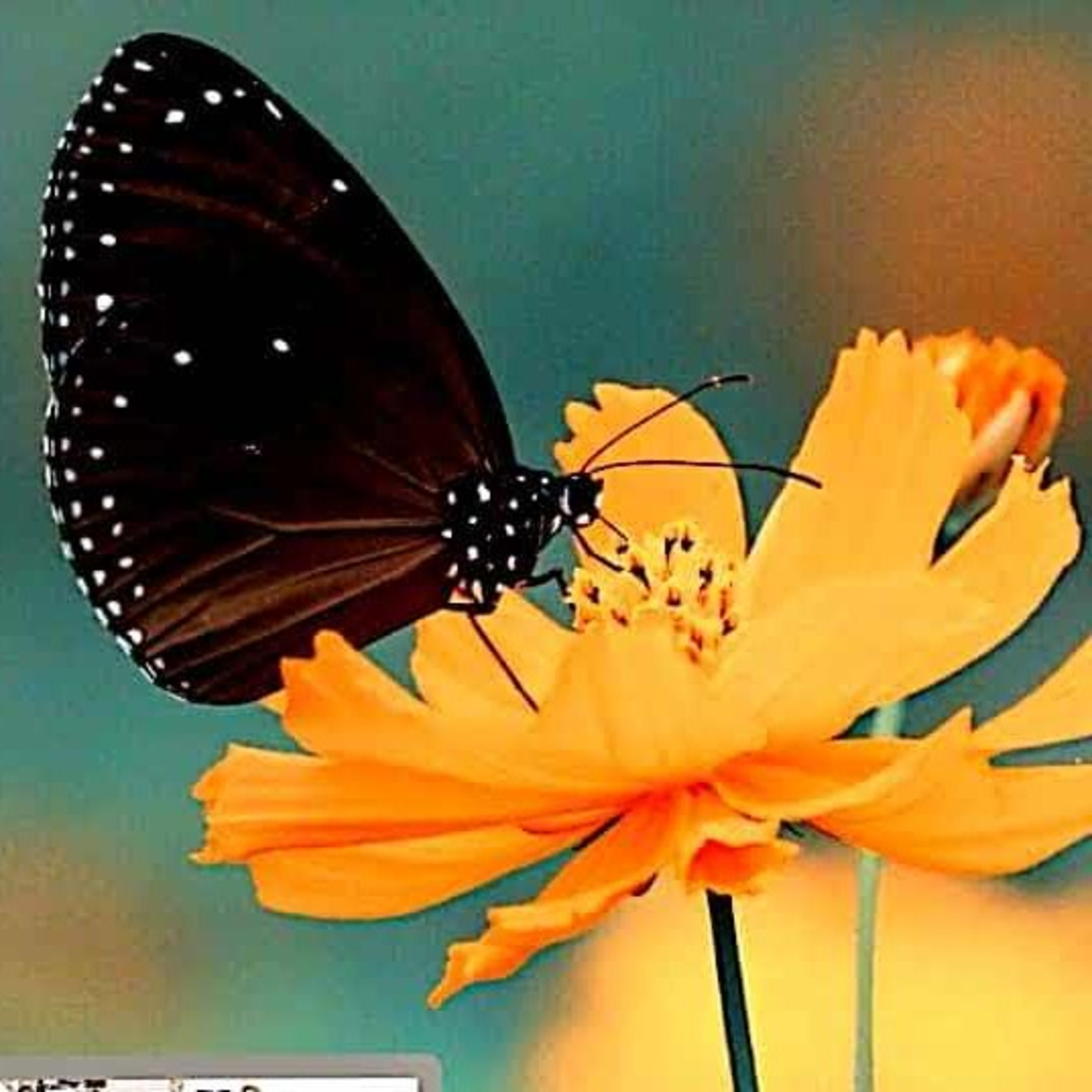 NADINE VIANA NATURAL\'S