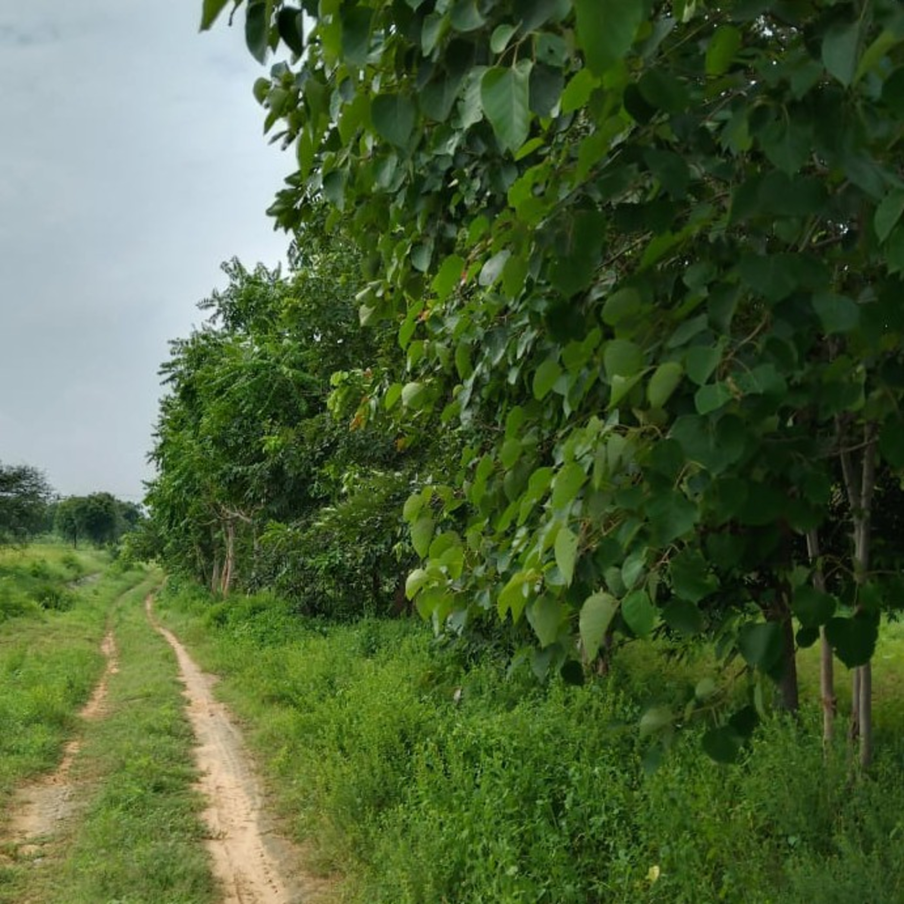 Saffron4Health - A Perfect Way TO Wellness