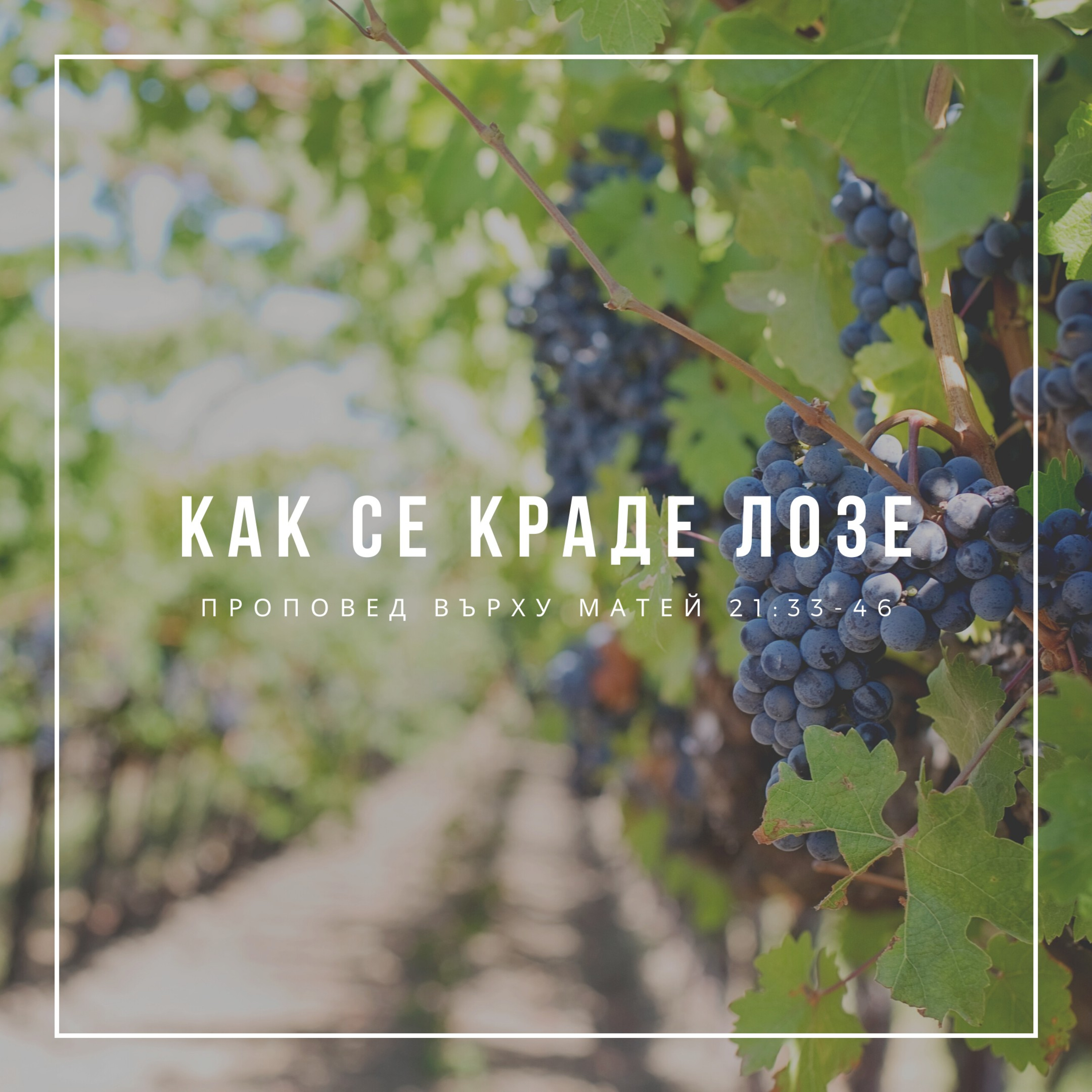 Как се краде лозе (Матей 21:33-46) episode artwork
