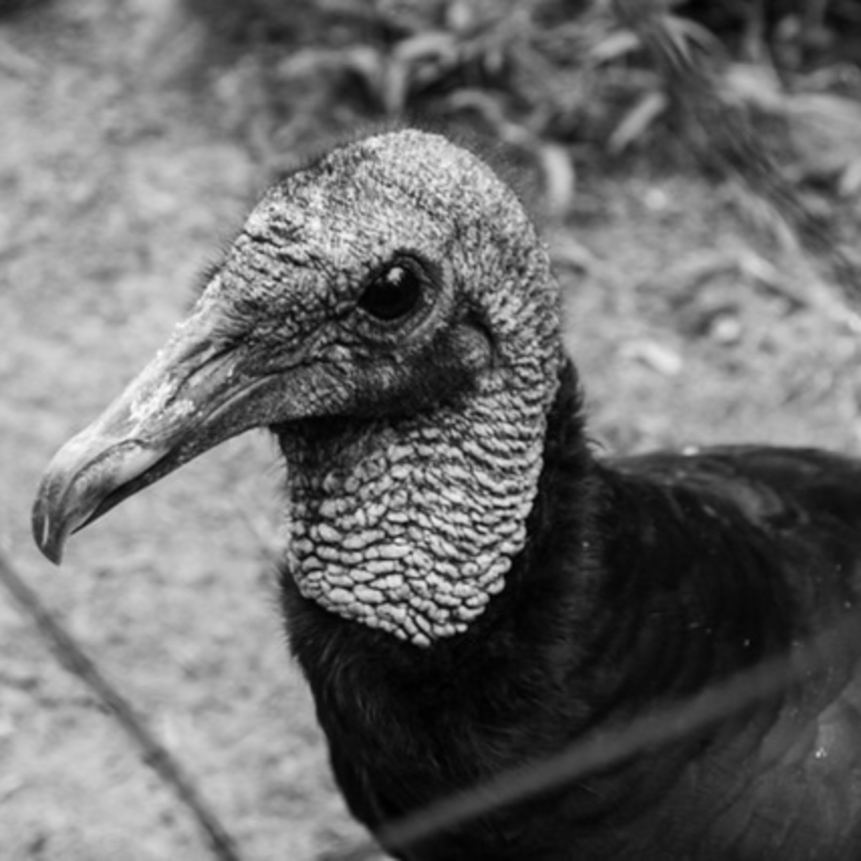 🕵️‍♀️ What Happens When Demonic Vultures/Buzzards Enter My Air Space Thinkin' Dey Gon' Pick My Bones?🤔