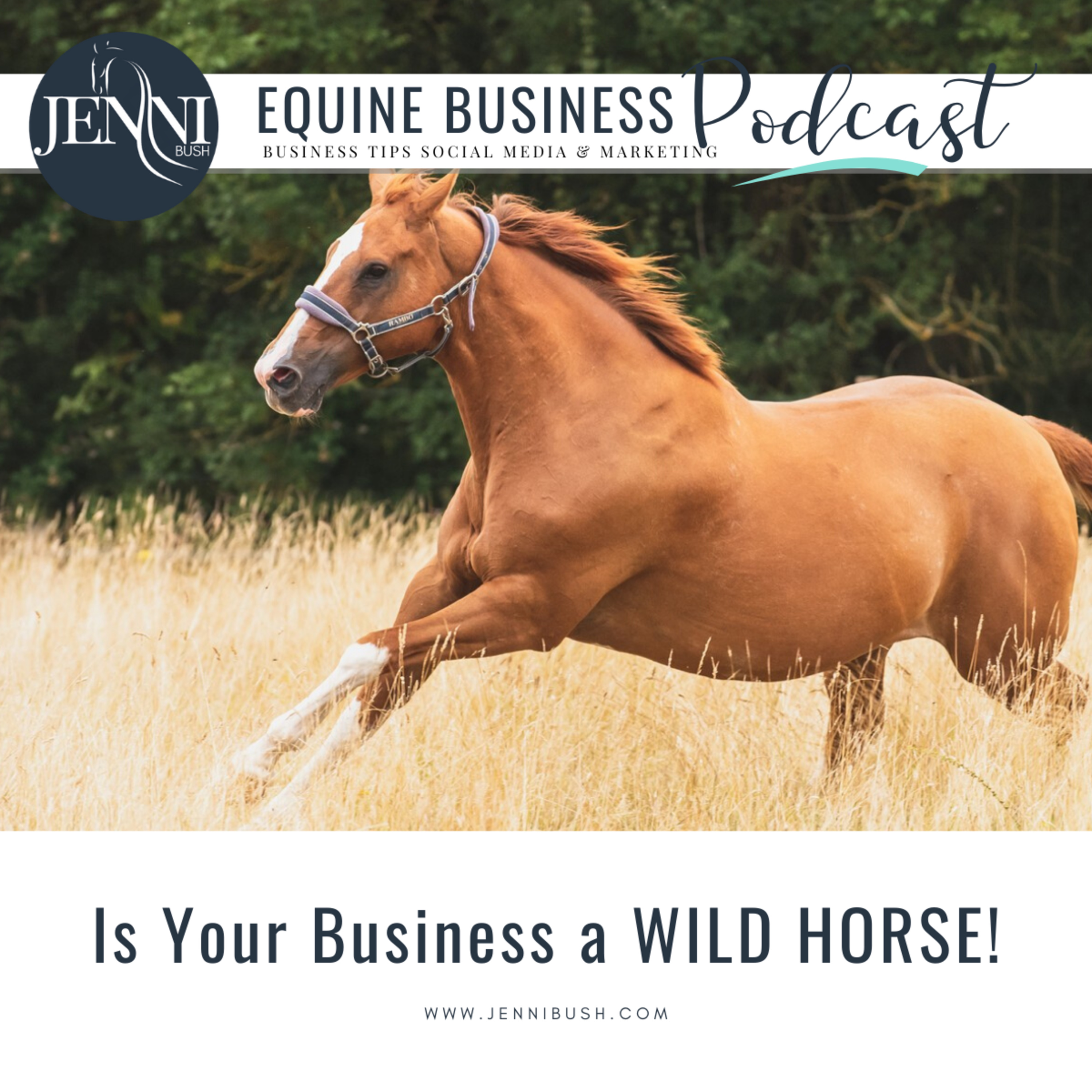 #5: Is your Equine Business a WILD horse or a School Master? What to do if you feel out of control!  episode artwork