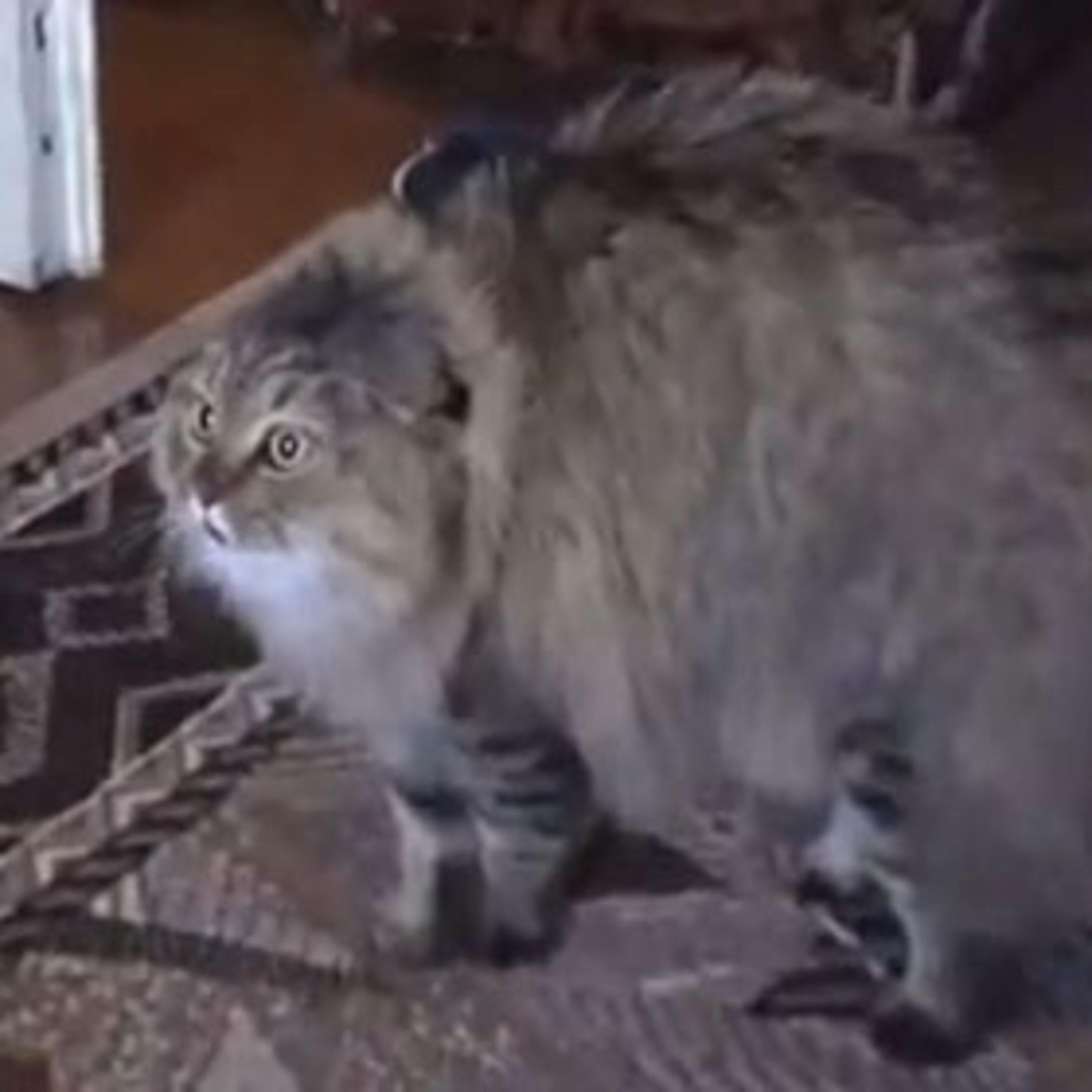 Spanglish Podcast - Biografía + Crime Scene by Natasha Manita e Gabriela Kerner