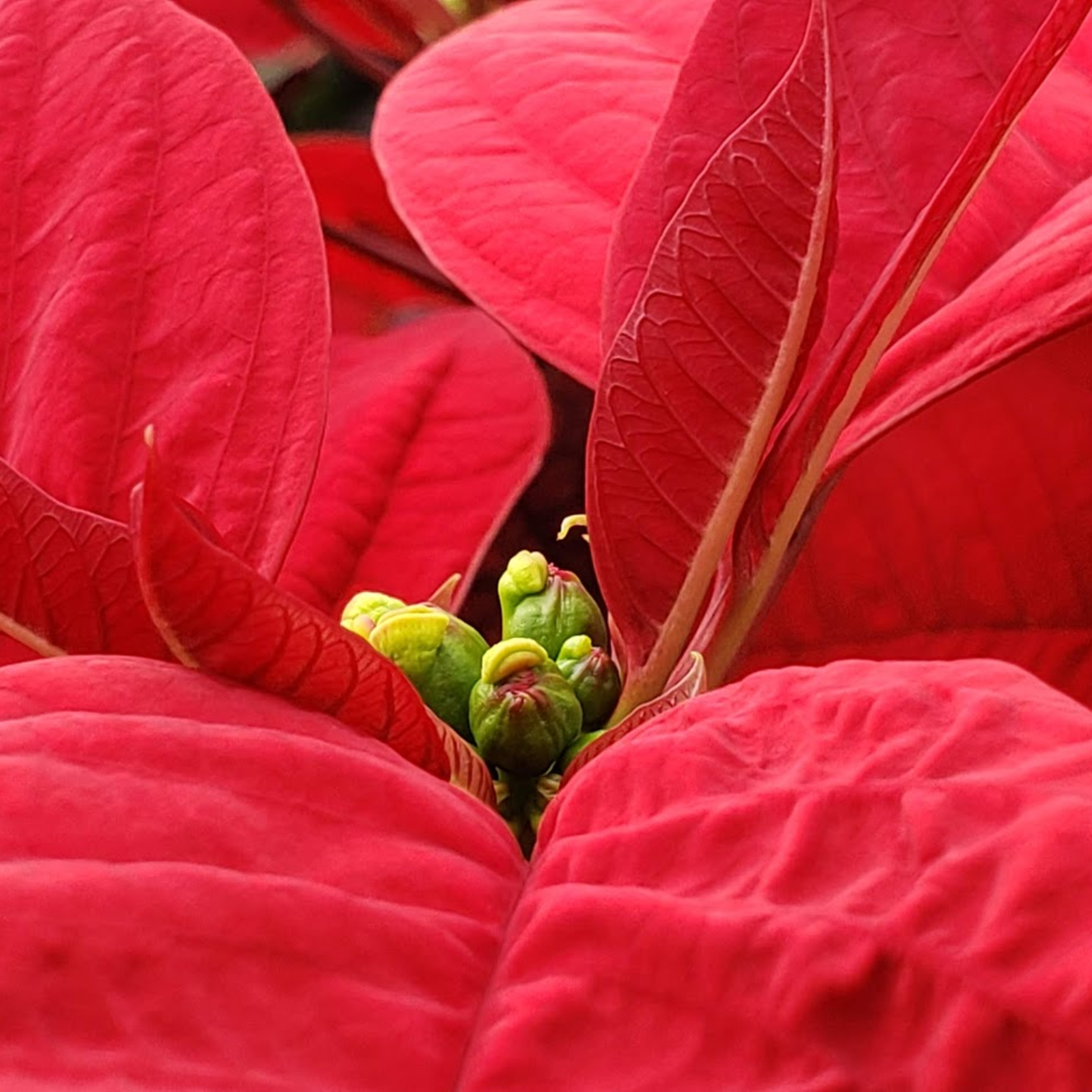 020 Poinsettuhs episode artwork