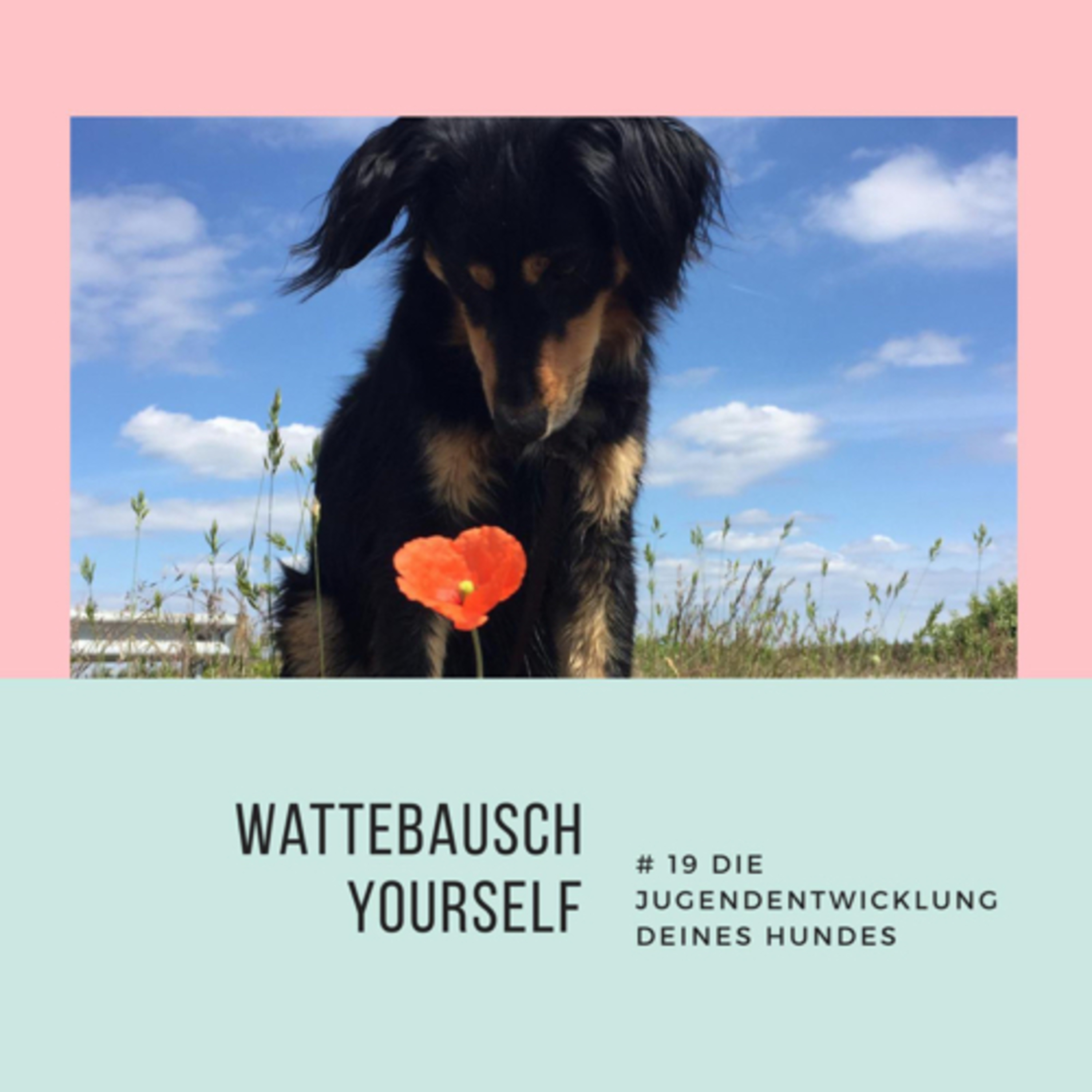 Wattebauschfraktion