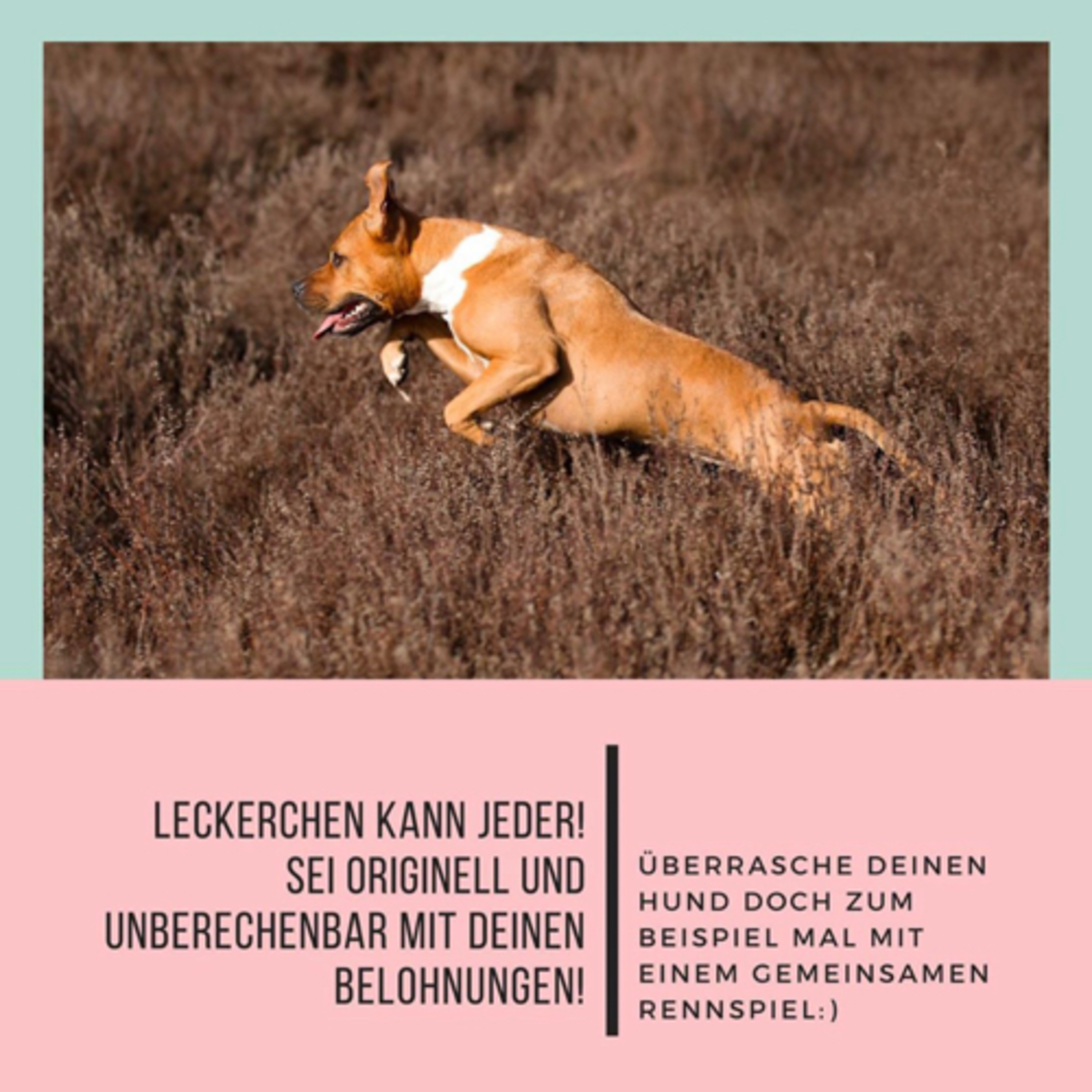 Wattebauschfraktion