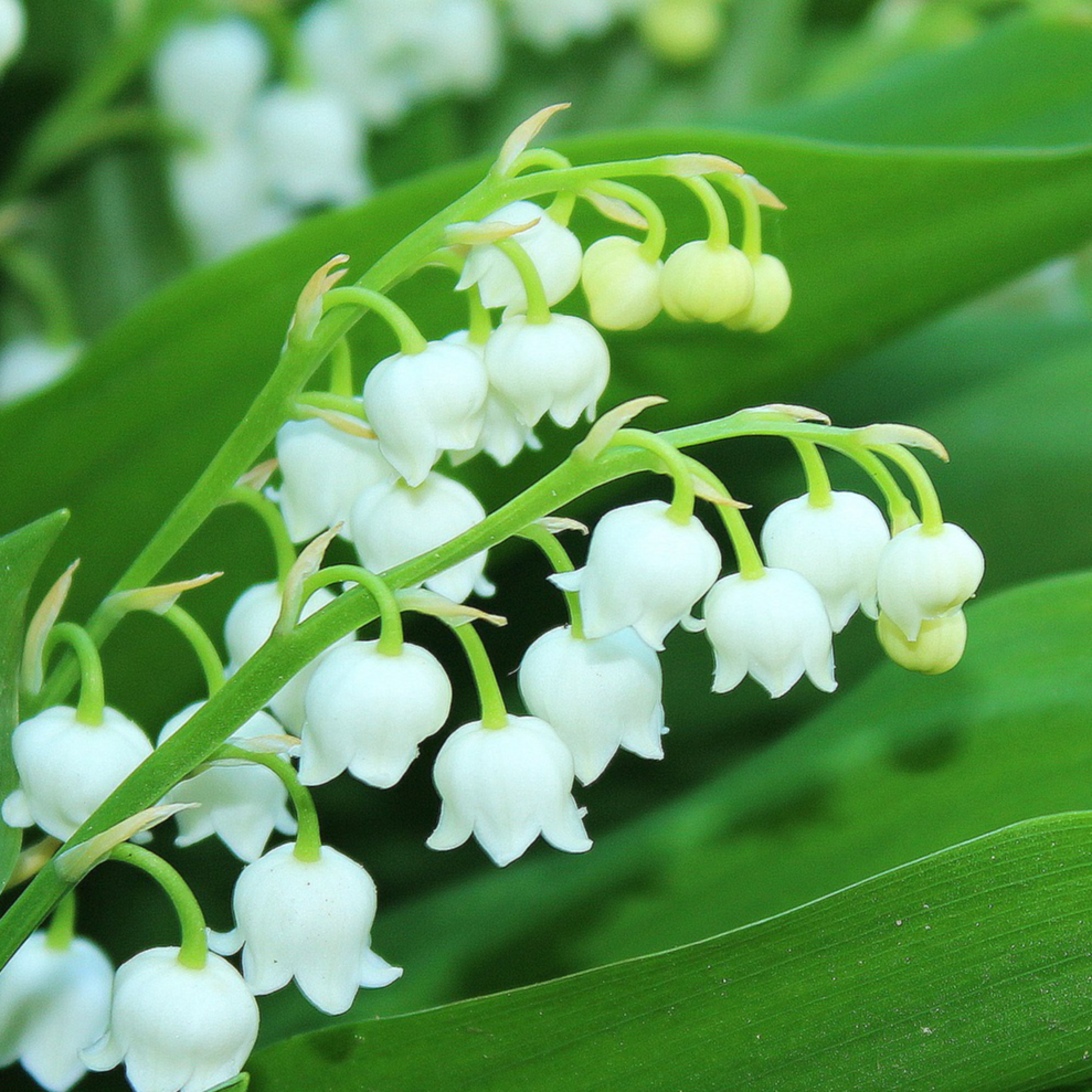 62_Muguet de mai episode artwork