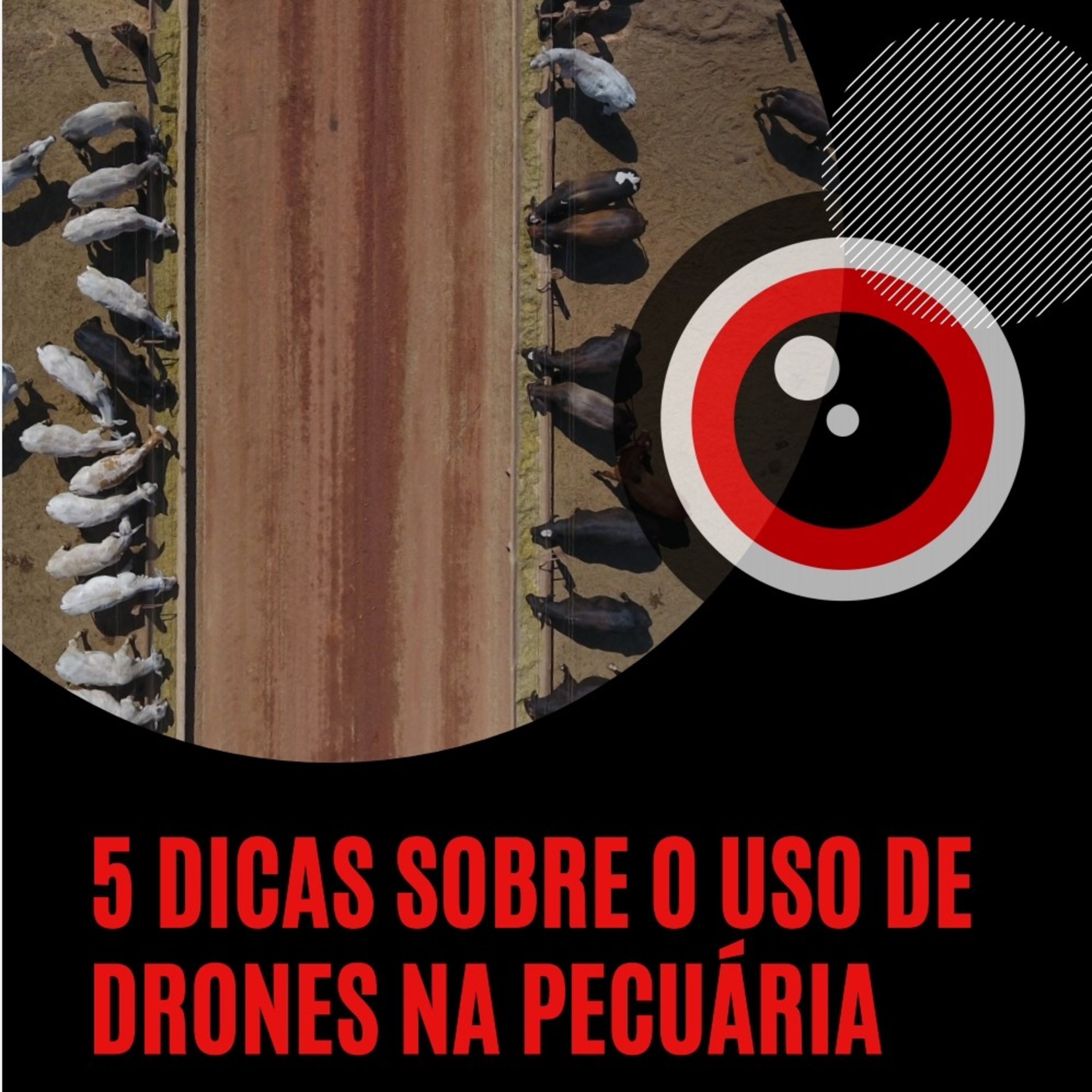 5 dicas de utilização de drones na pecuária.