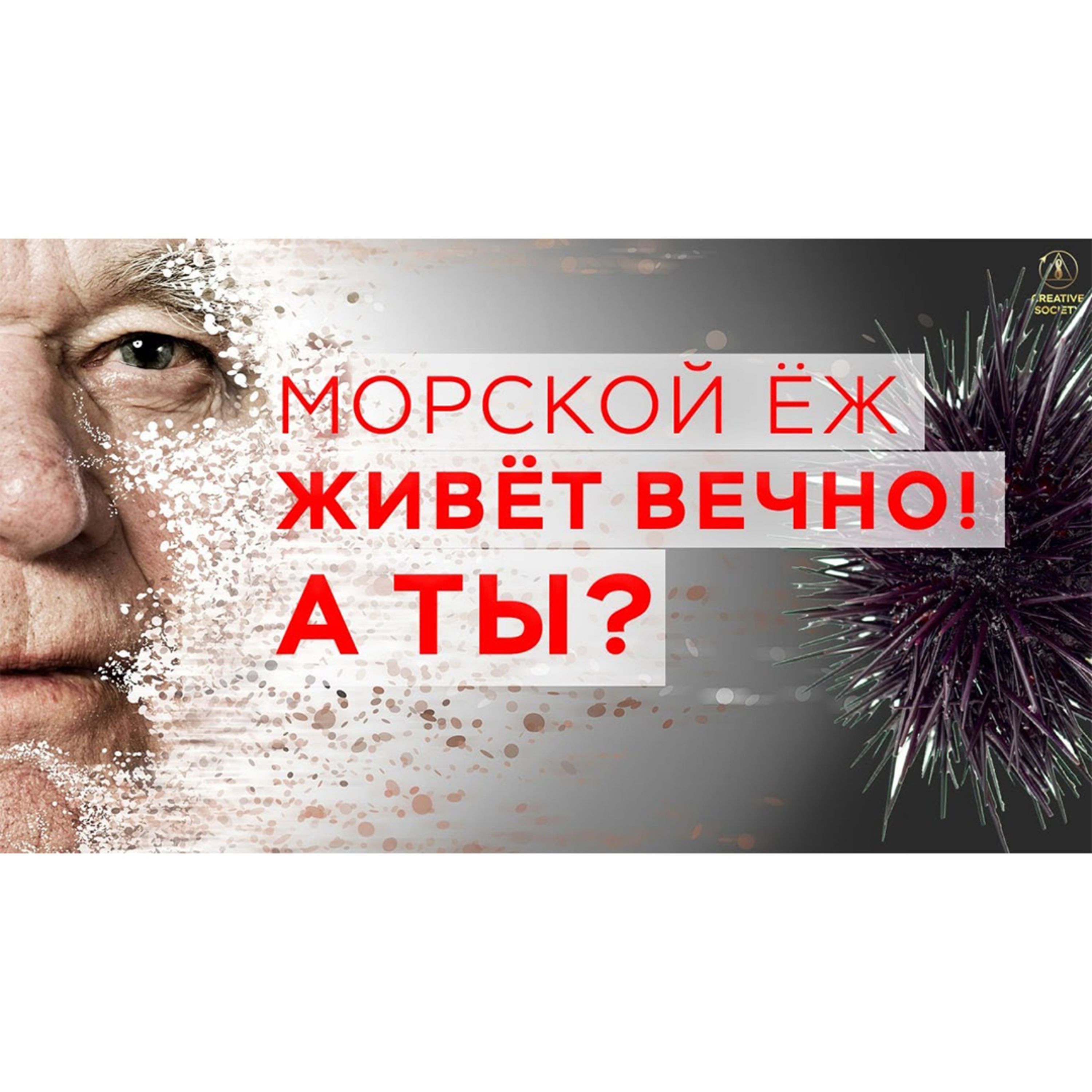Морской ёж живёт вечно, а ты? episode artwork