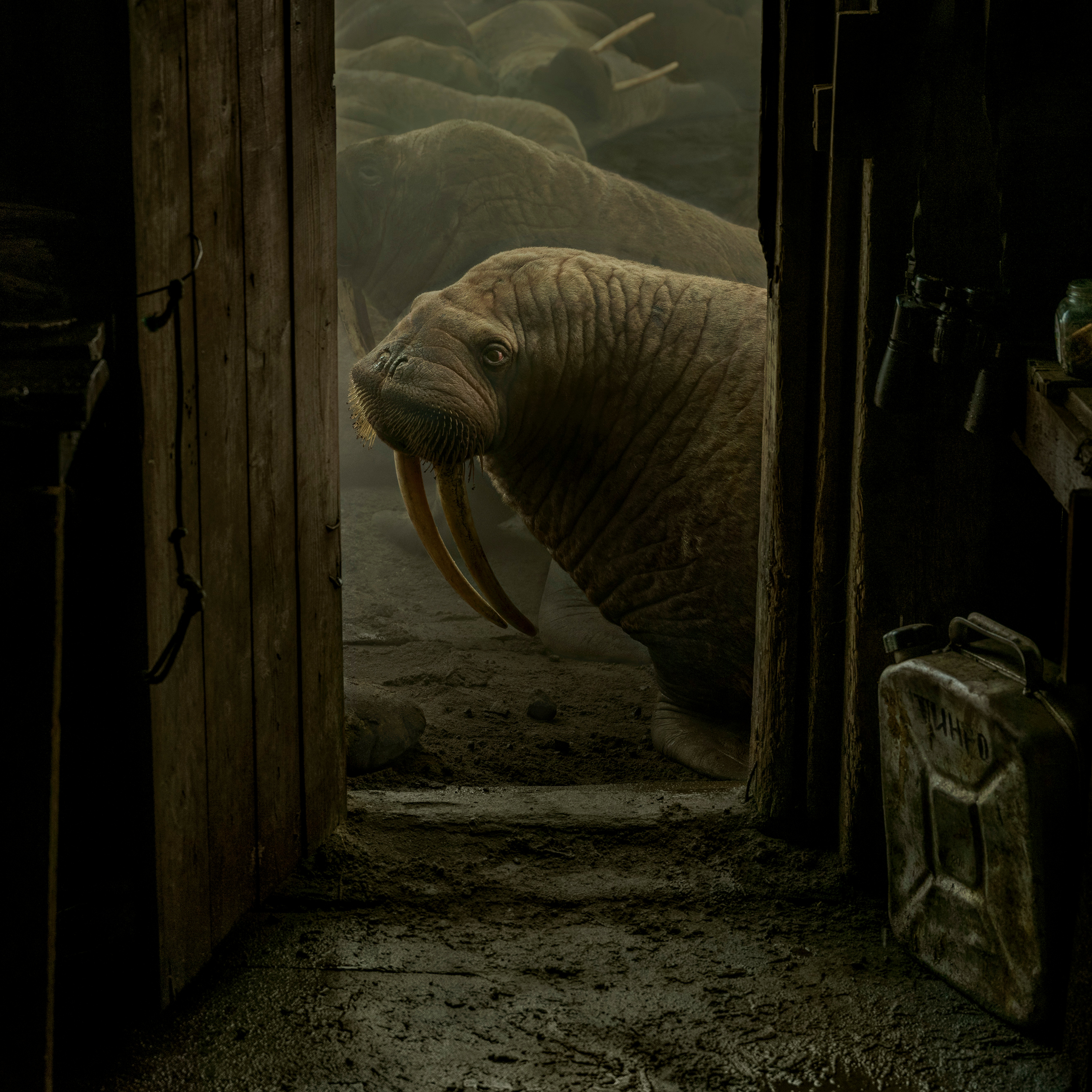 Evgenia Arbugaeva: Arctic Stories - Chapter 6: The Walrus