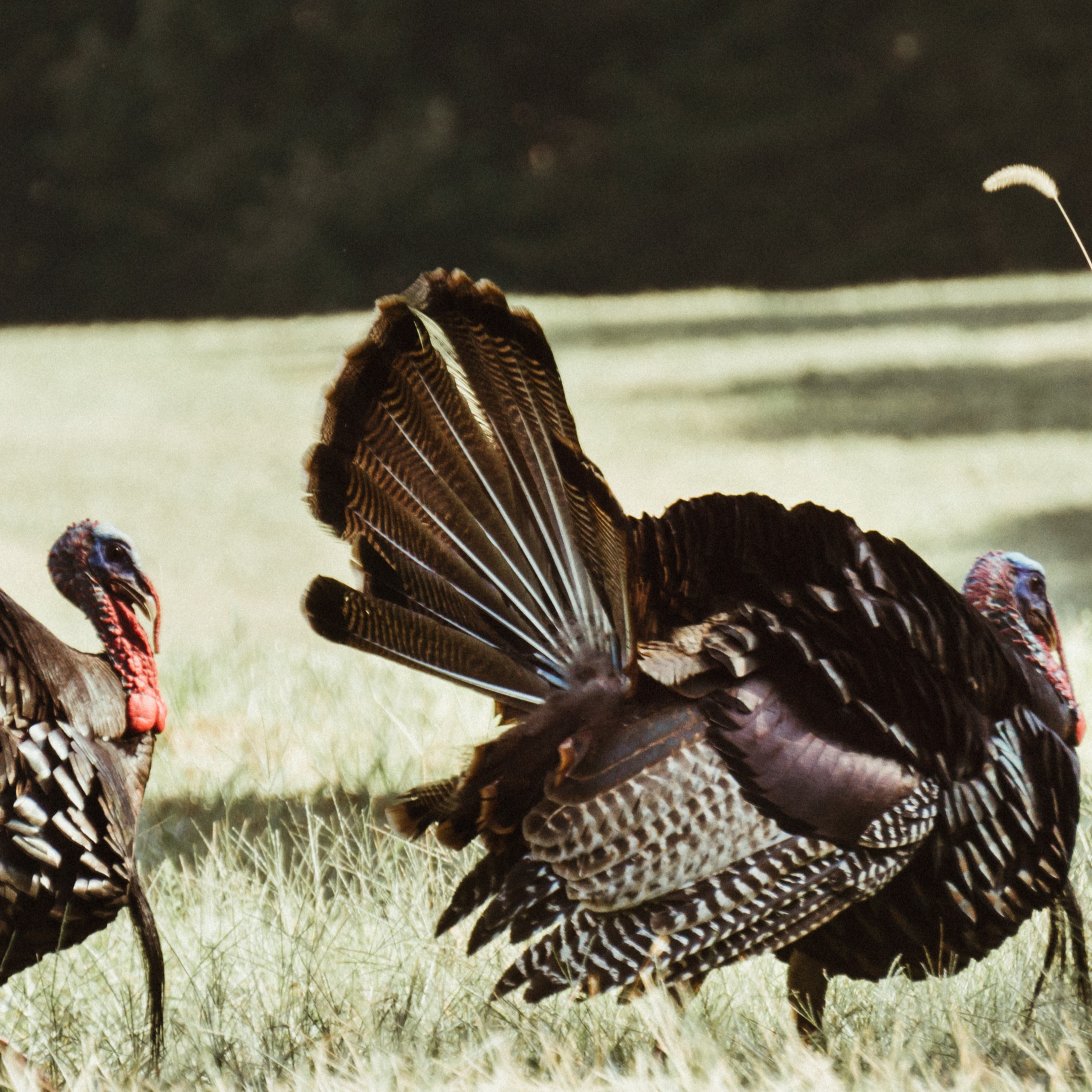 Spring Turkey Tales