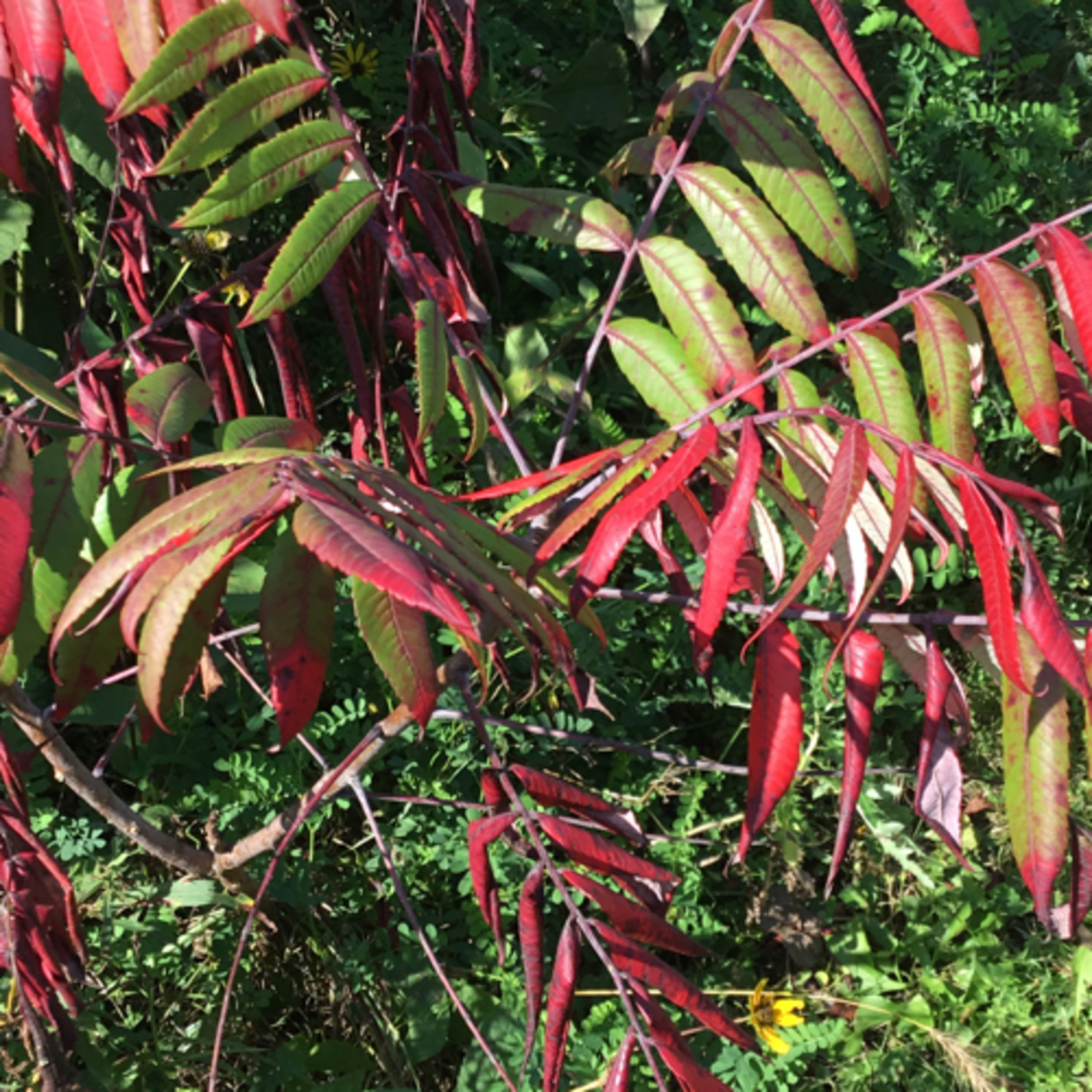Tragedy in the Tropical Dry Forest 