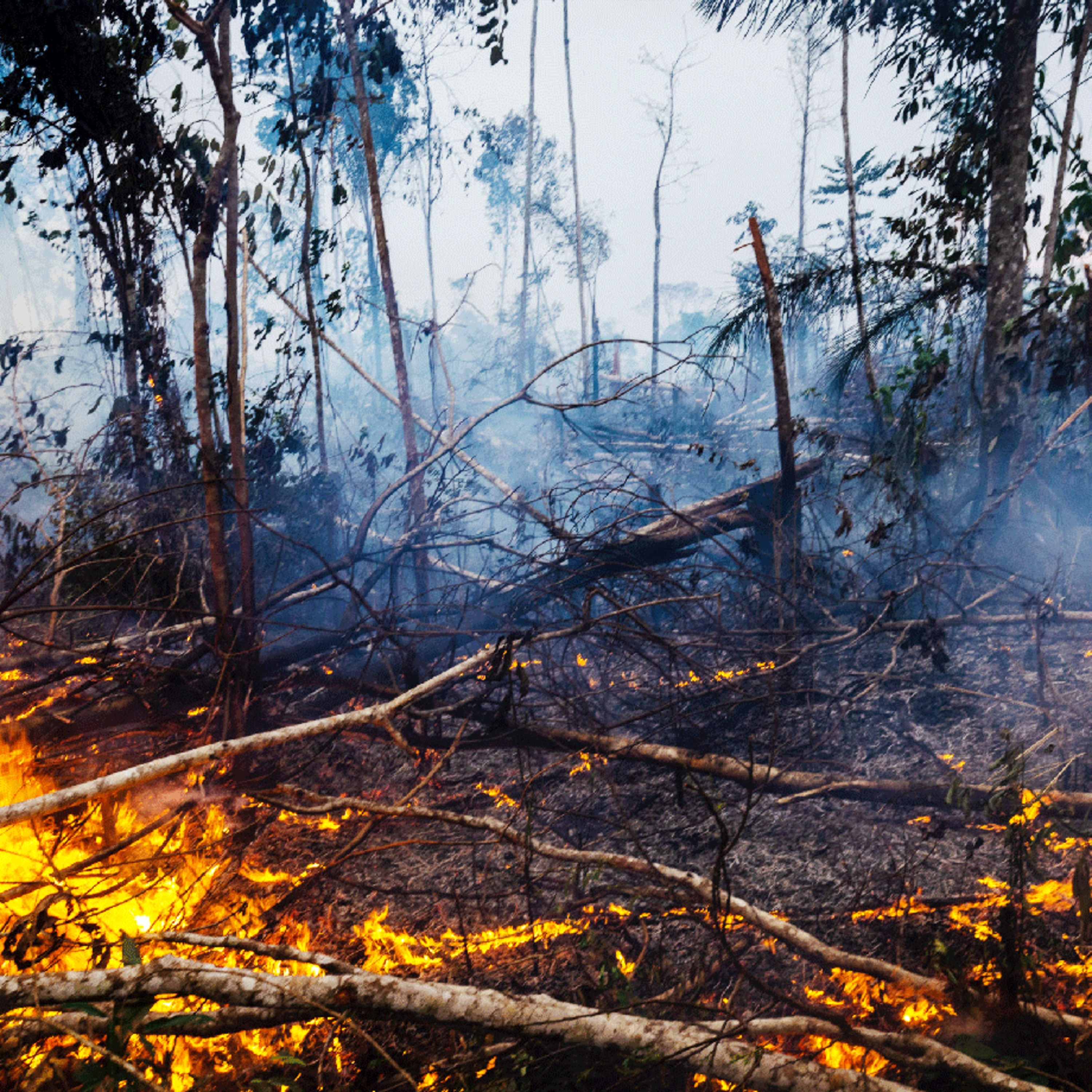 Queimadas na Amazônia