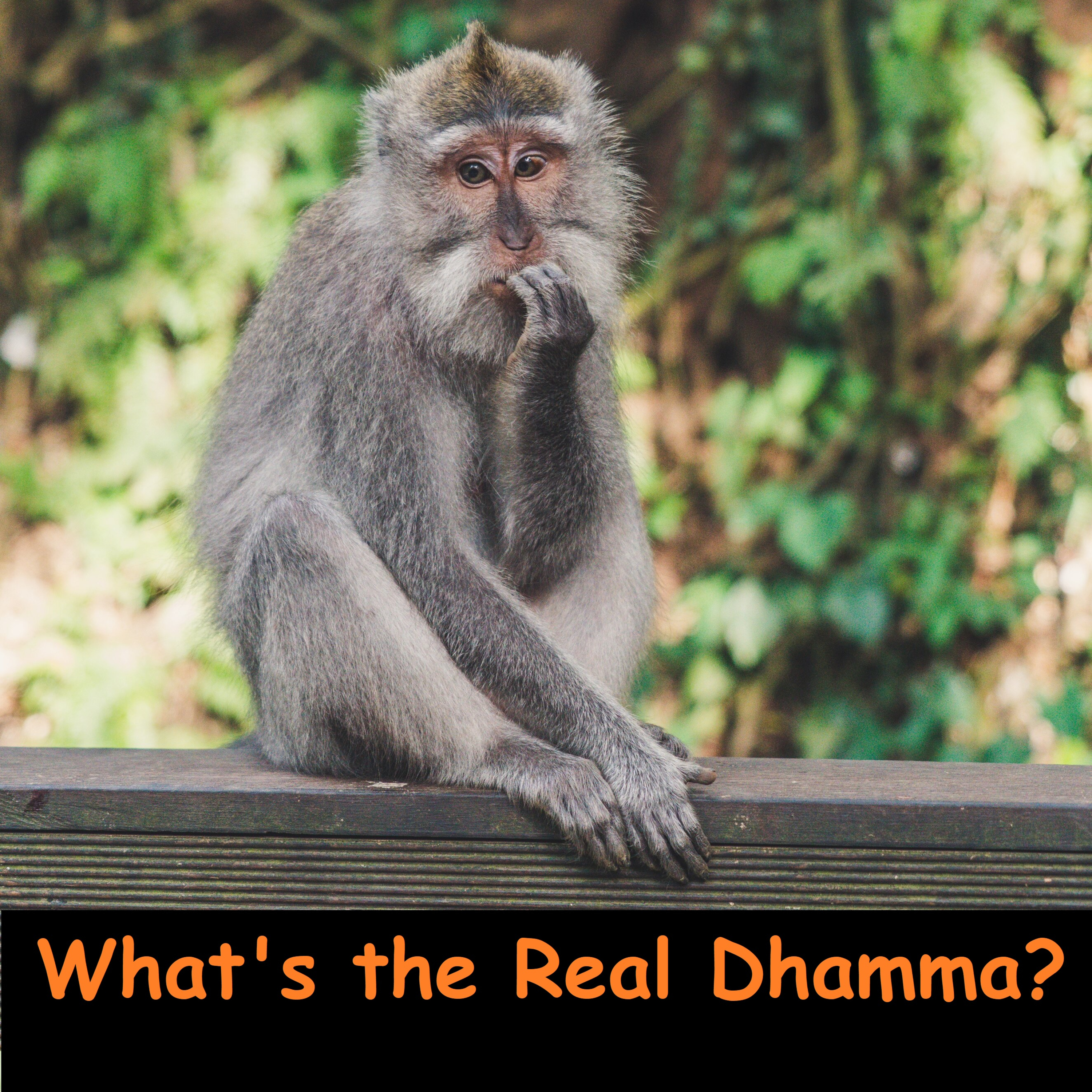 What's the Real Dhamma? - The Buddha Advises His Own Step Mother How to Recognize His True Teachings | Ajahn Dhammasiha