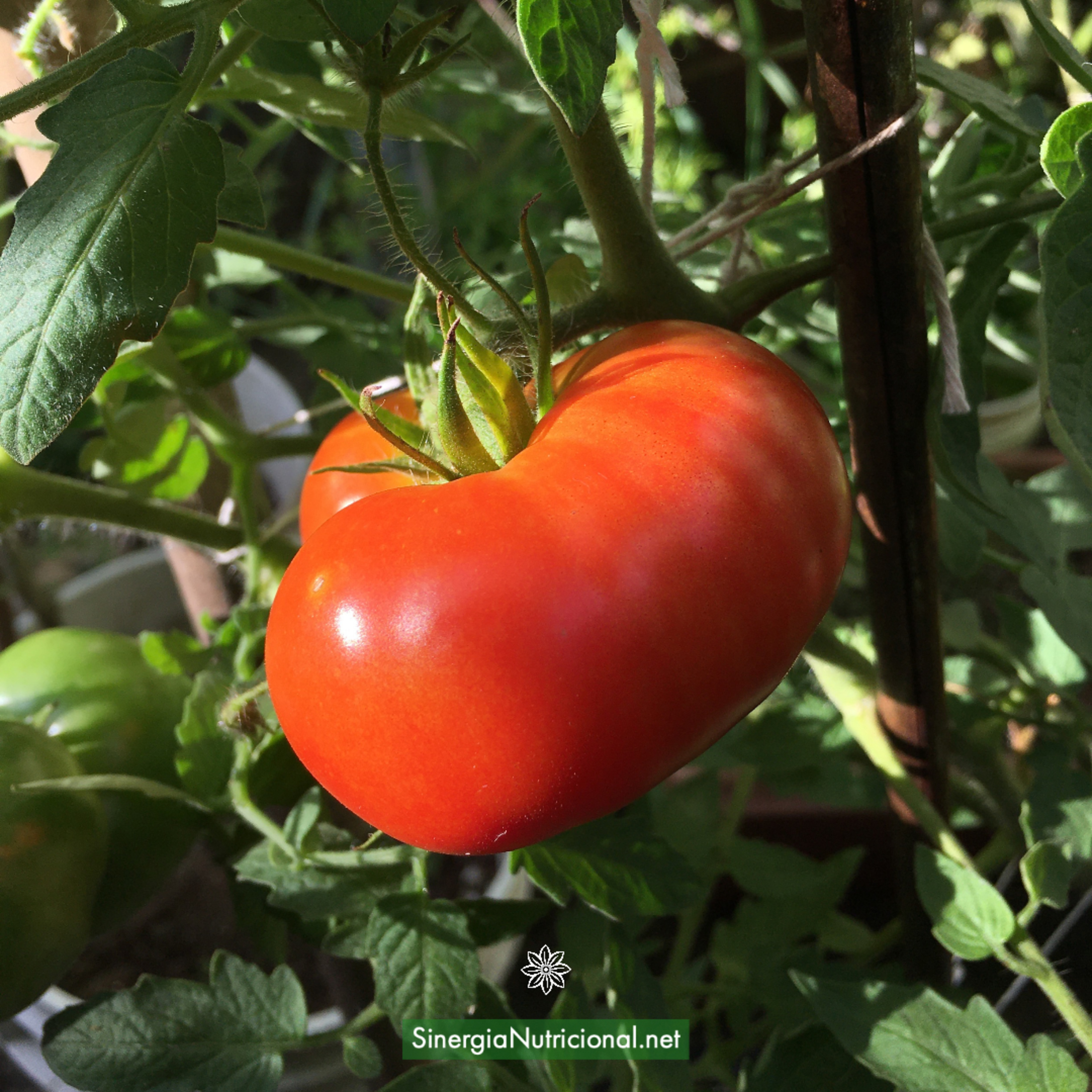 05: El tomate y su poderoso antioxidante licopeno episode artwork