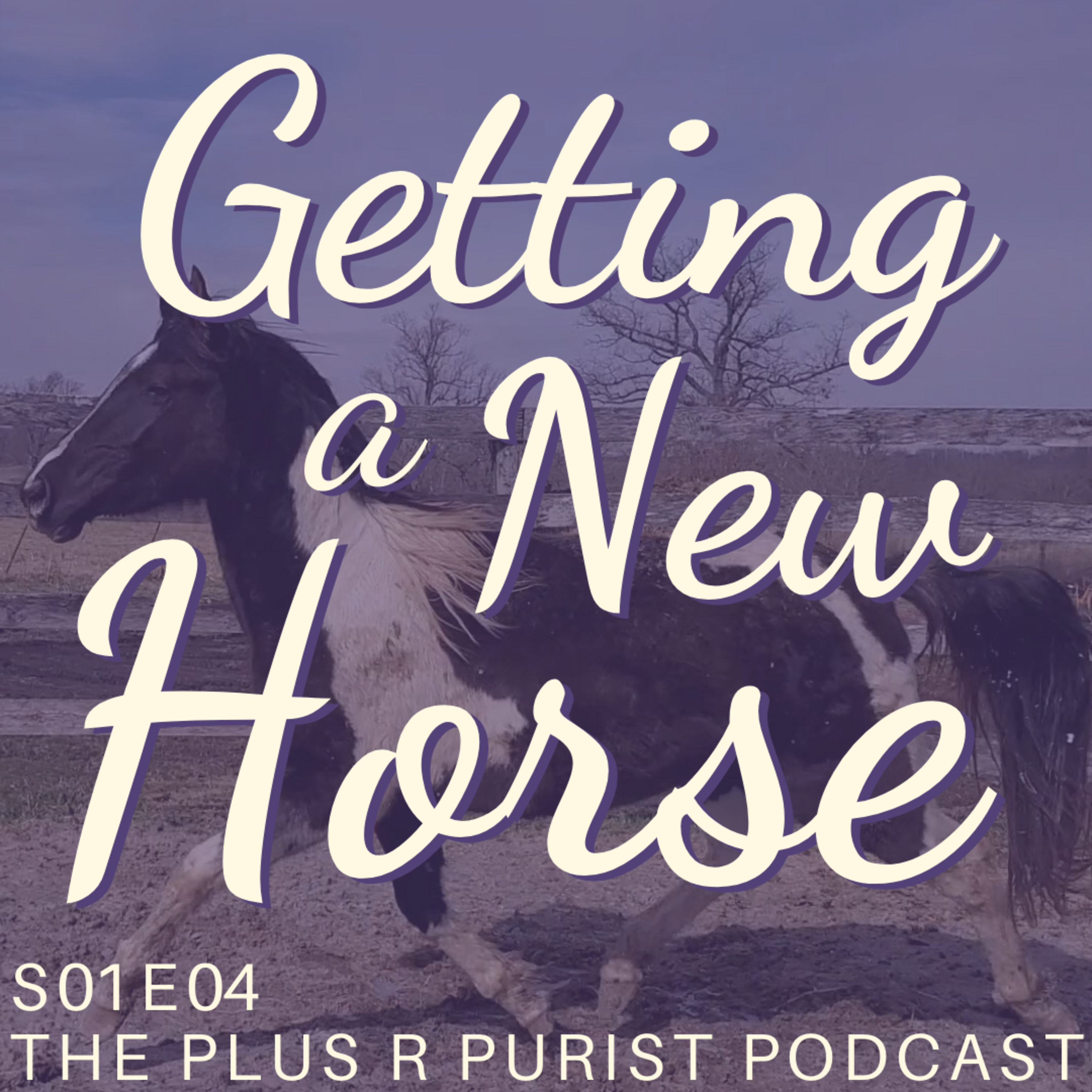 Getting New Horse // Meet Jazz