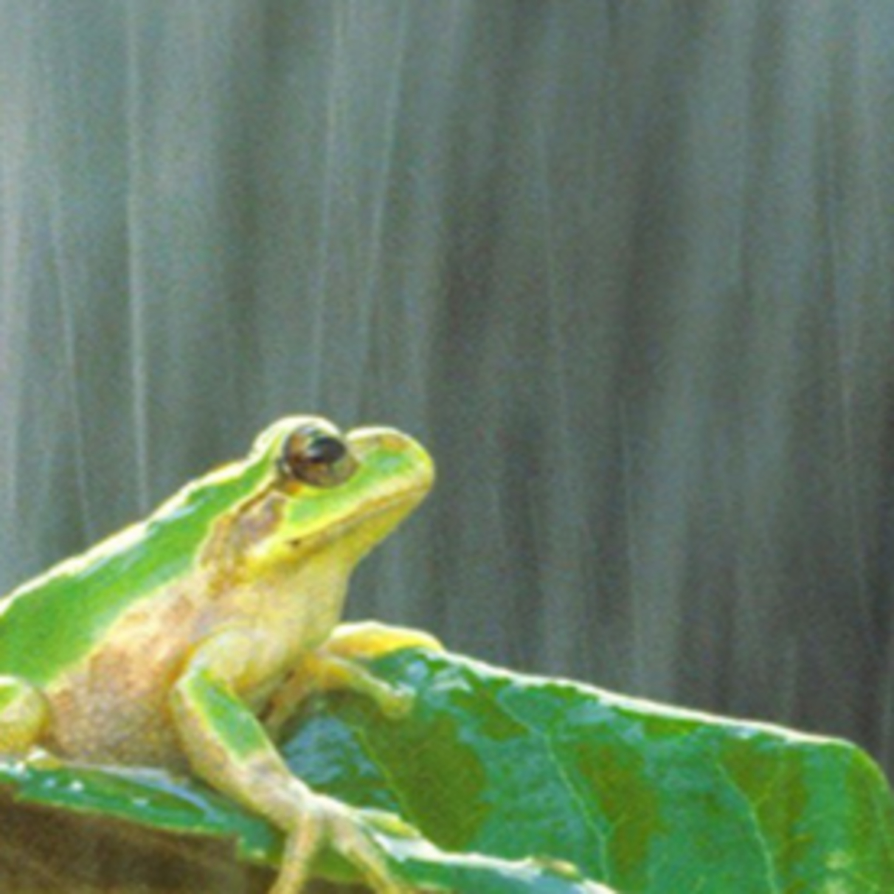 Tranquilos De La Naturaleza