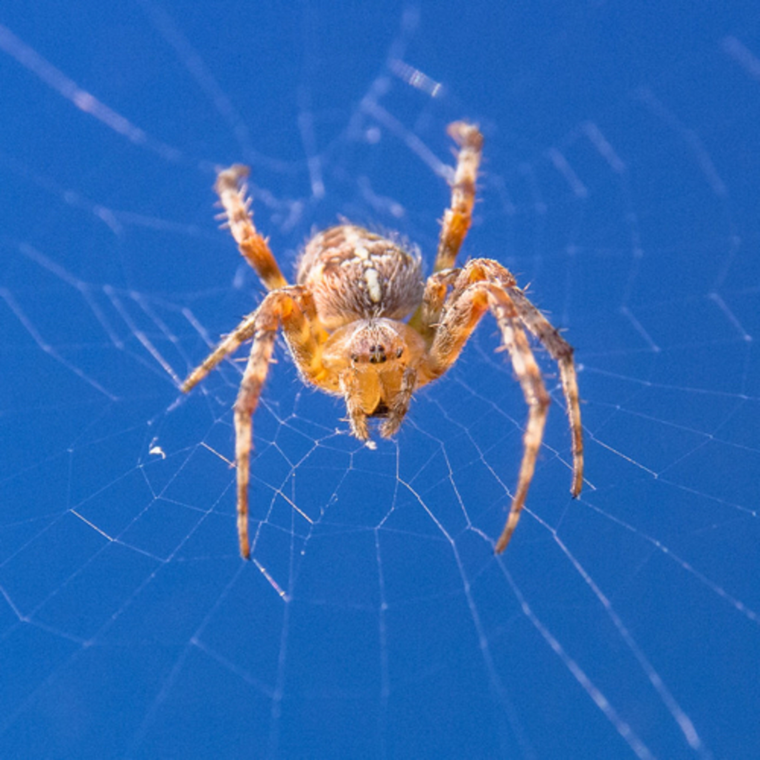 Basi Topics ep. 1 - The Intro