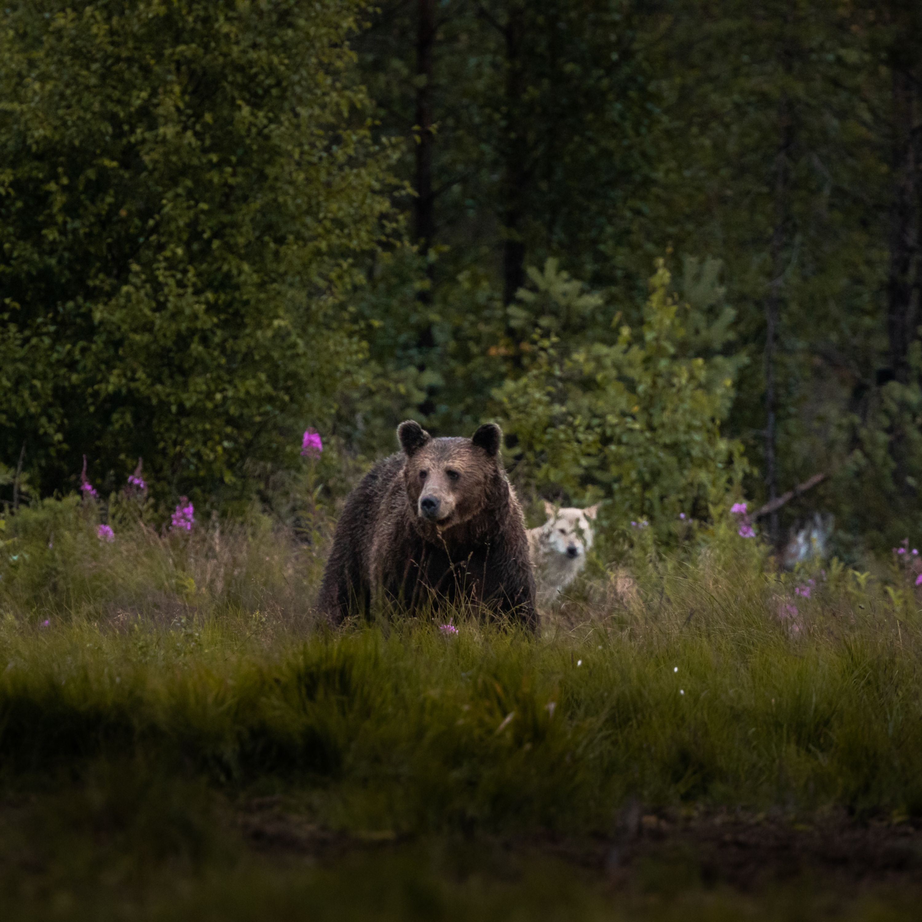 Wildlife Diaries