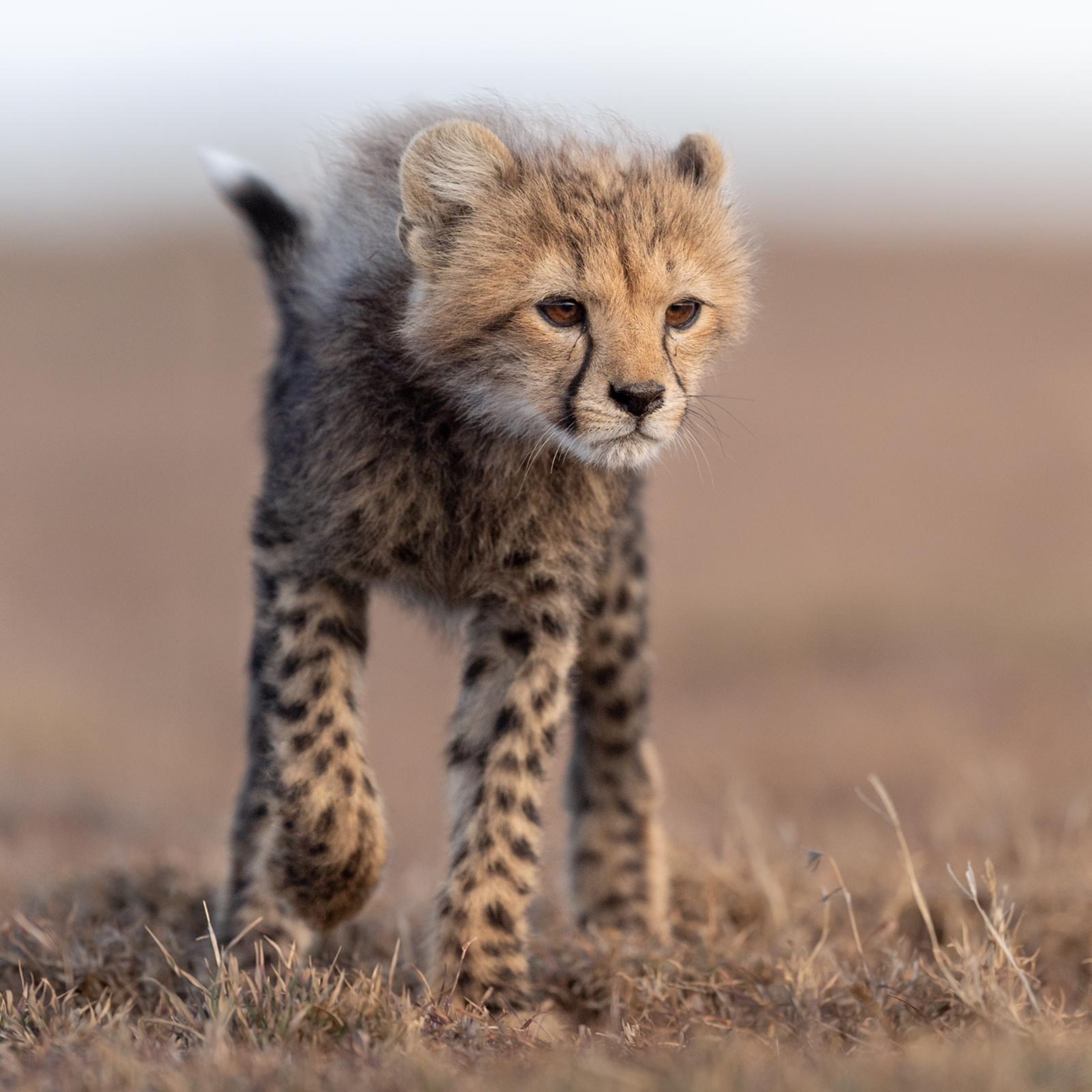 Wildlife Diaries