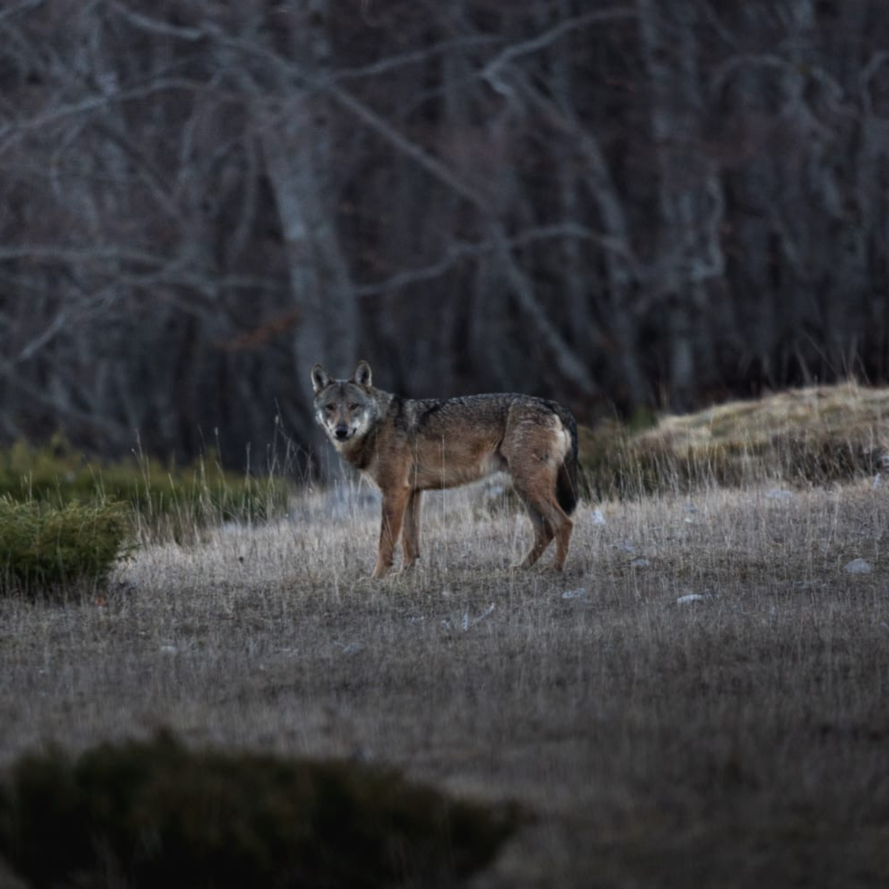 Wildlife Diaries