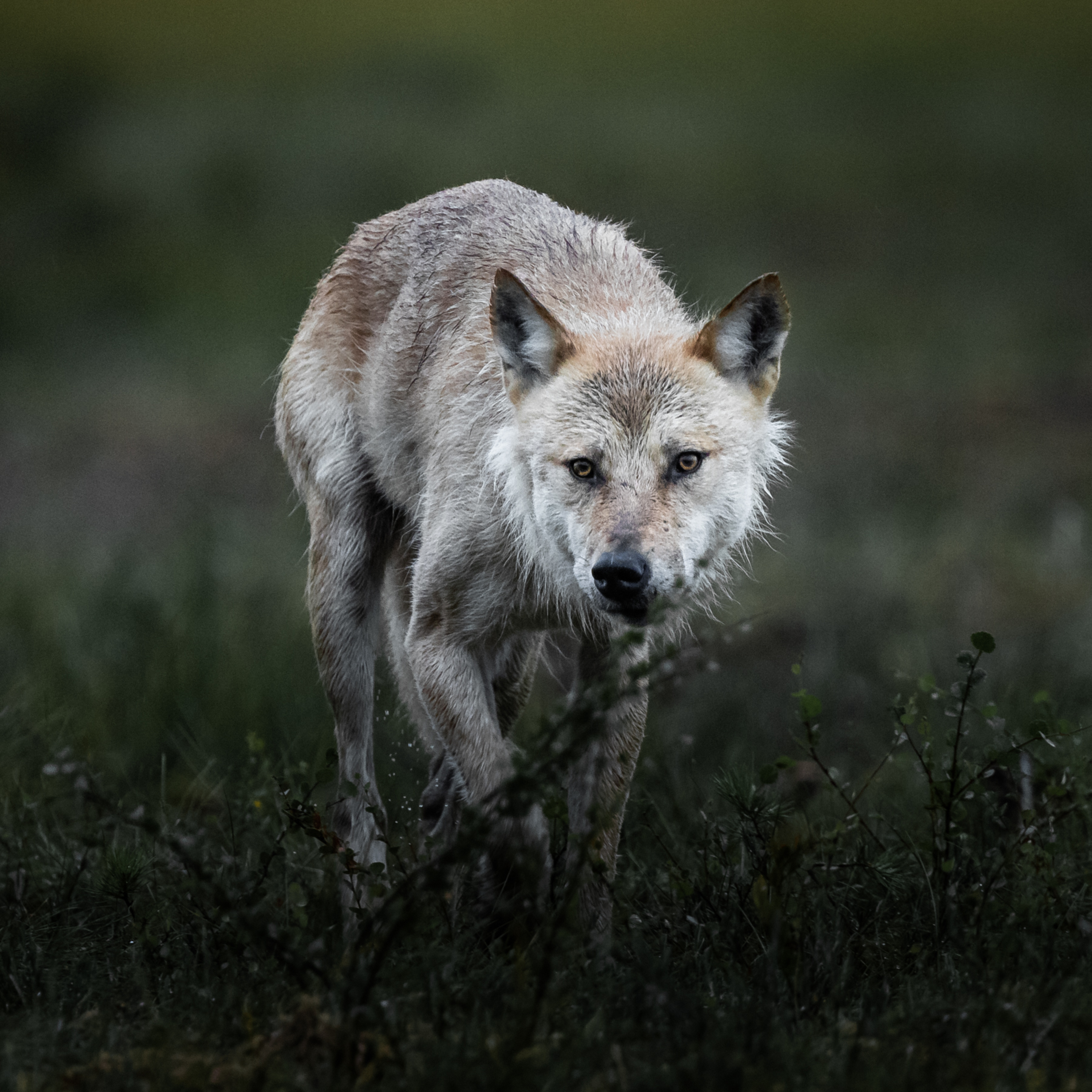 Wildlife Diaries