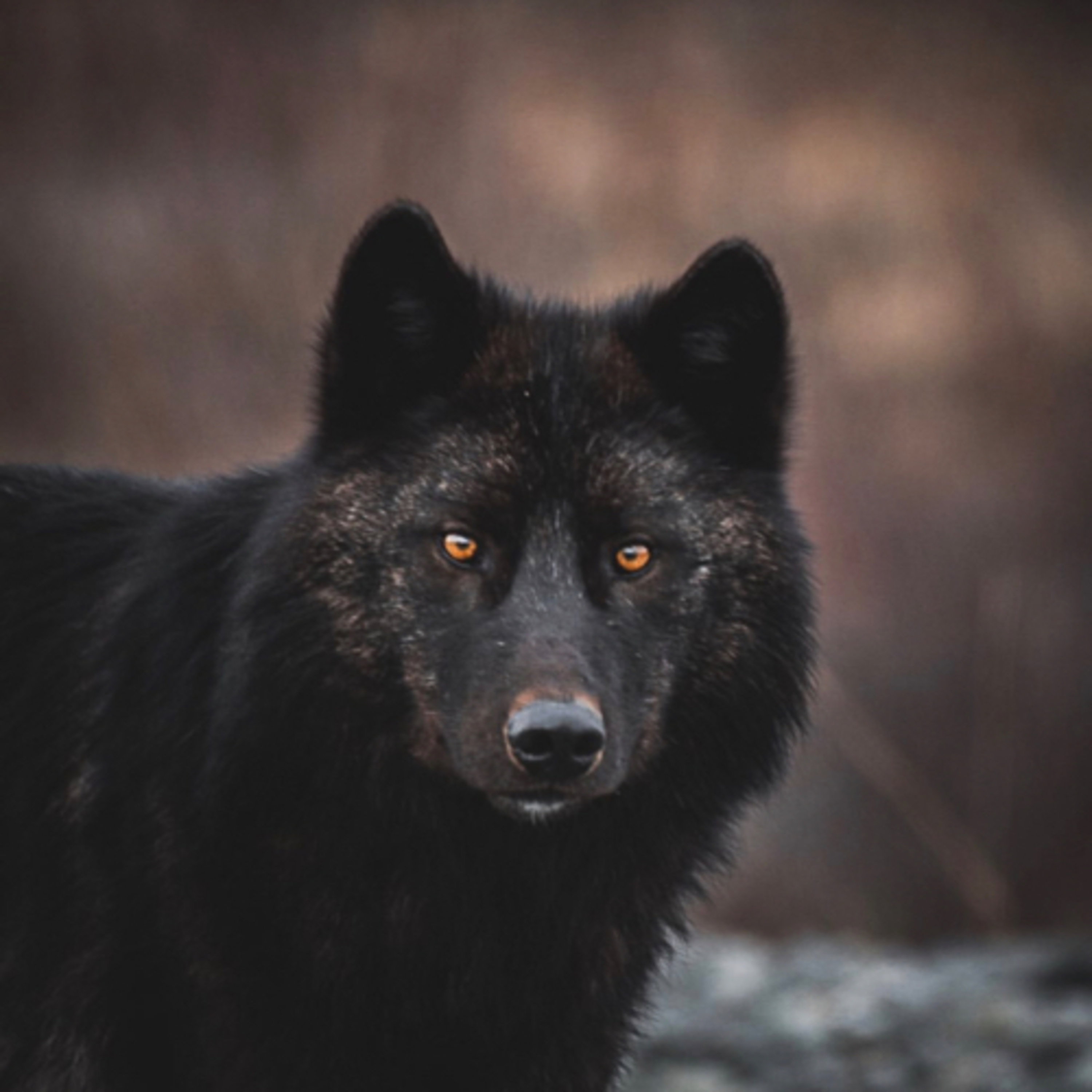 Wildlife Diaries