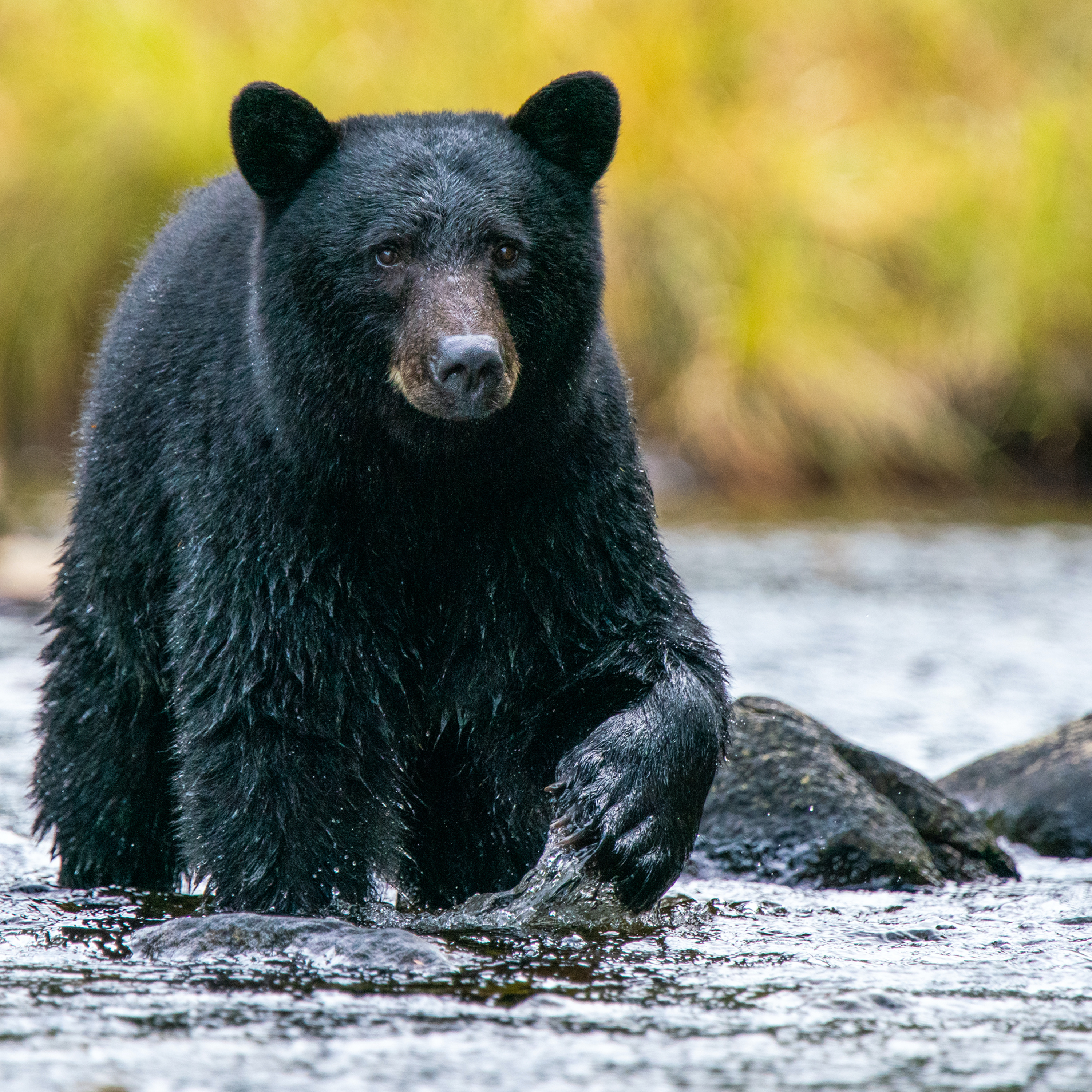 Wildlife Diaries