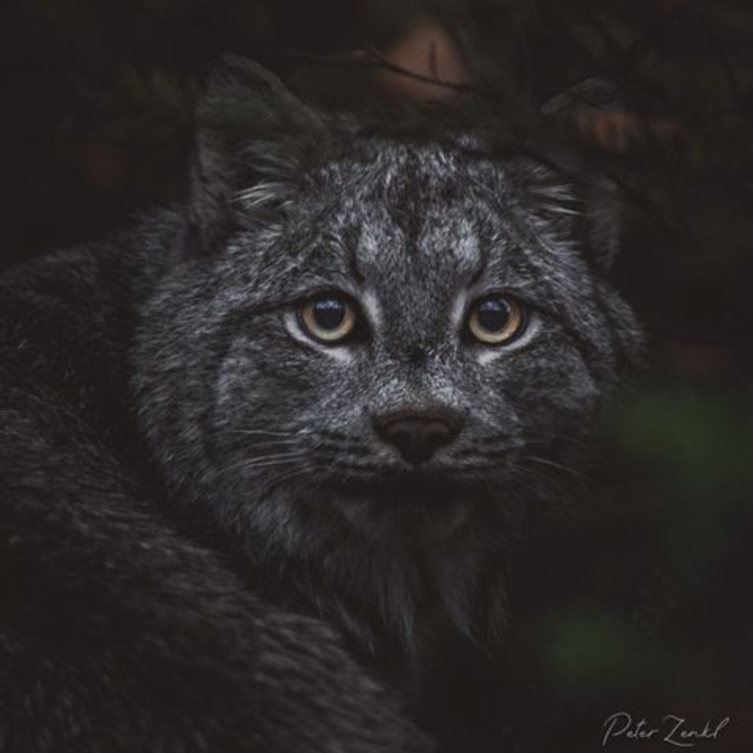 Wildlife Diaries