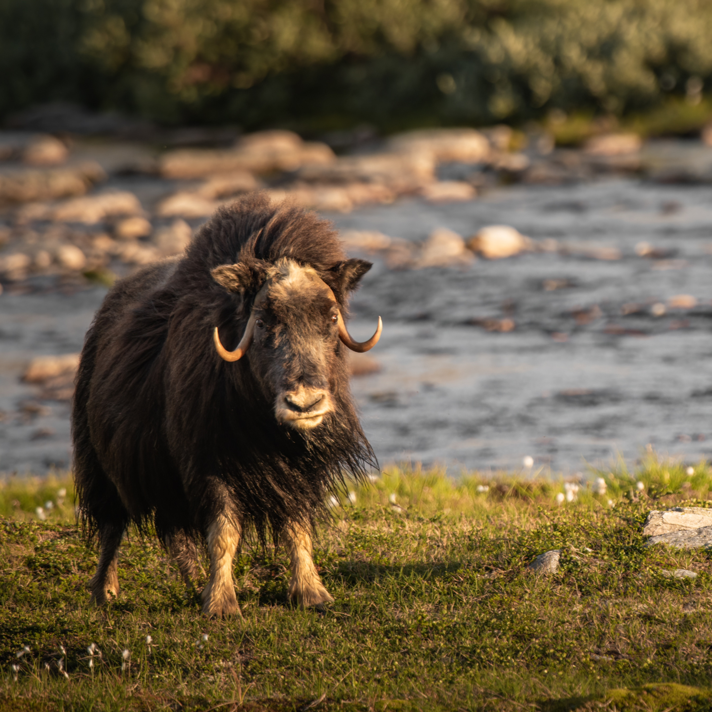 Wildlife Diaries