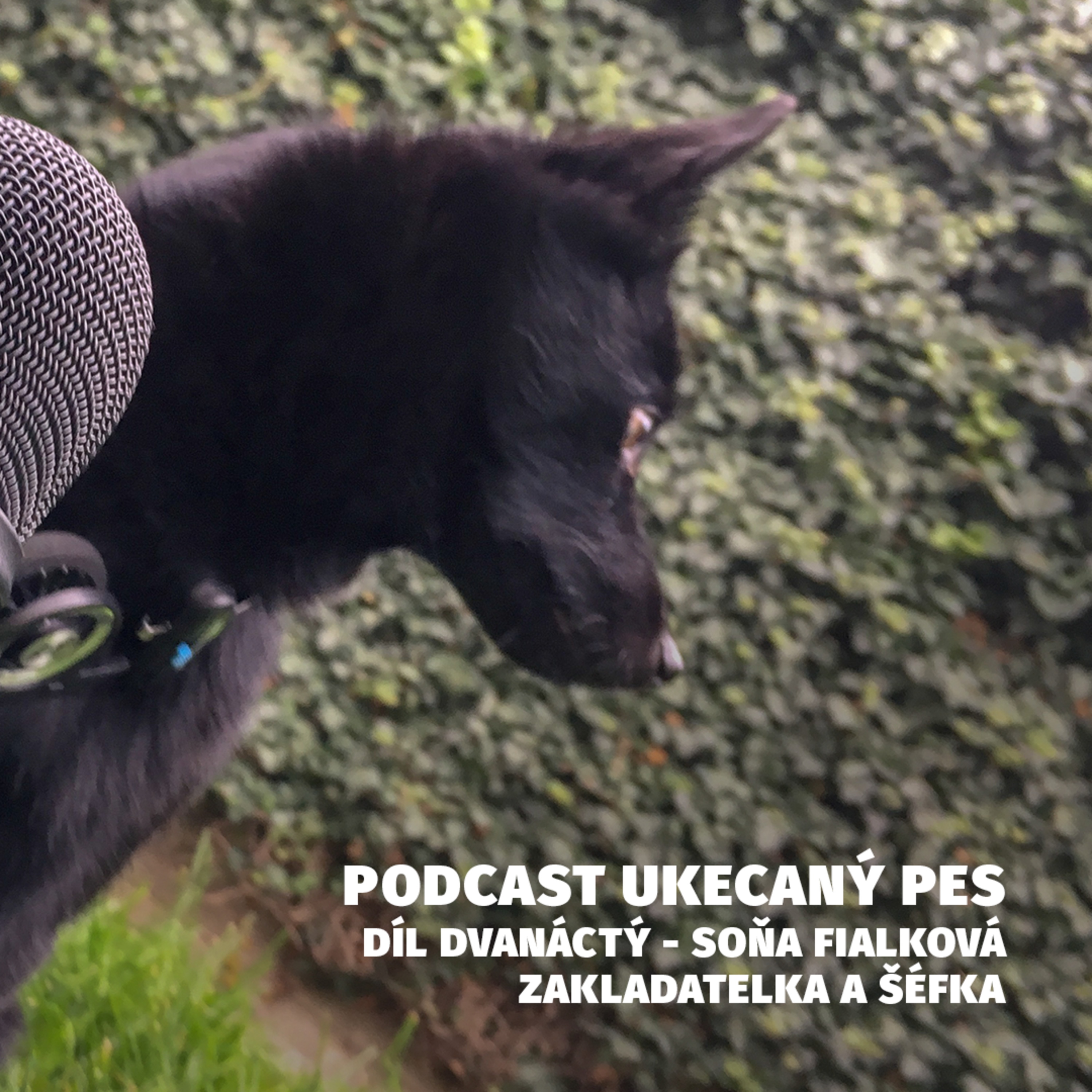 Ukecaný pes - podcast Spokojeného psa